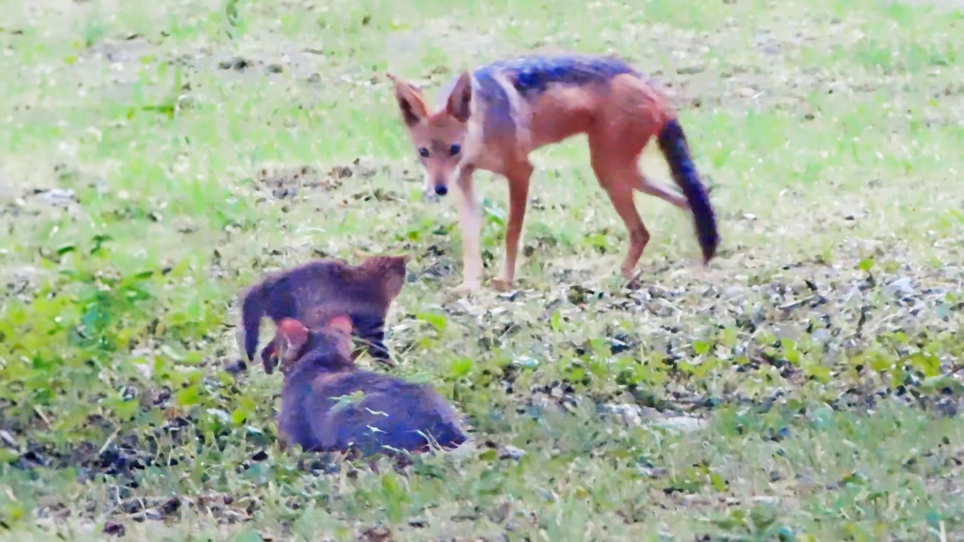 Kitten Shows Mommy How to Chase Off Jackal