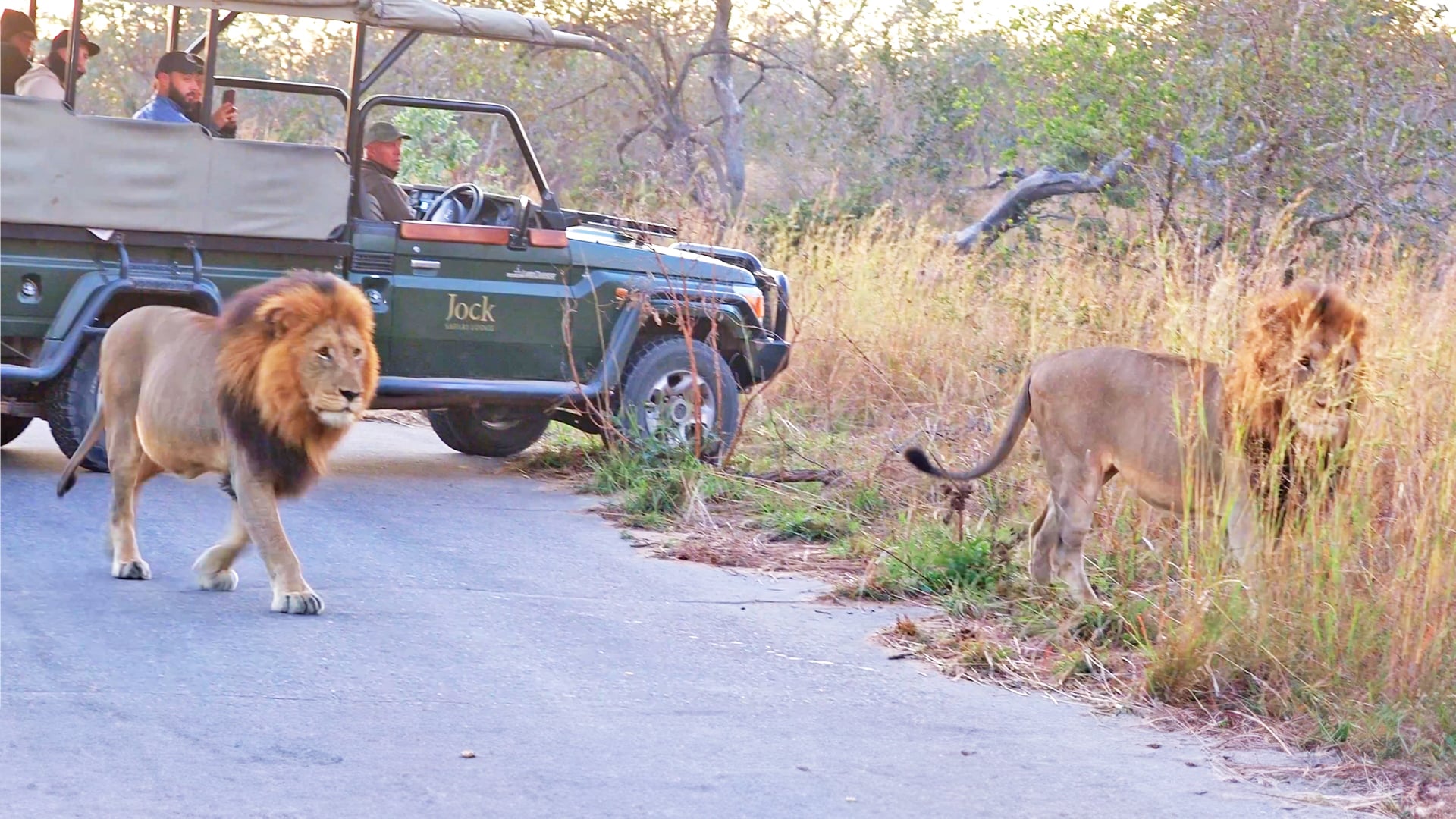 Lionesses Cause Brothers to Fight