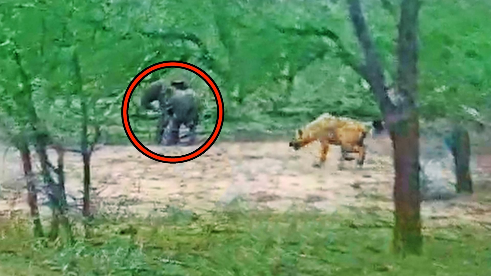 Abandoned Baby Elephant Chased by Hyena