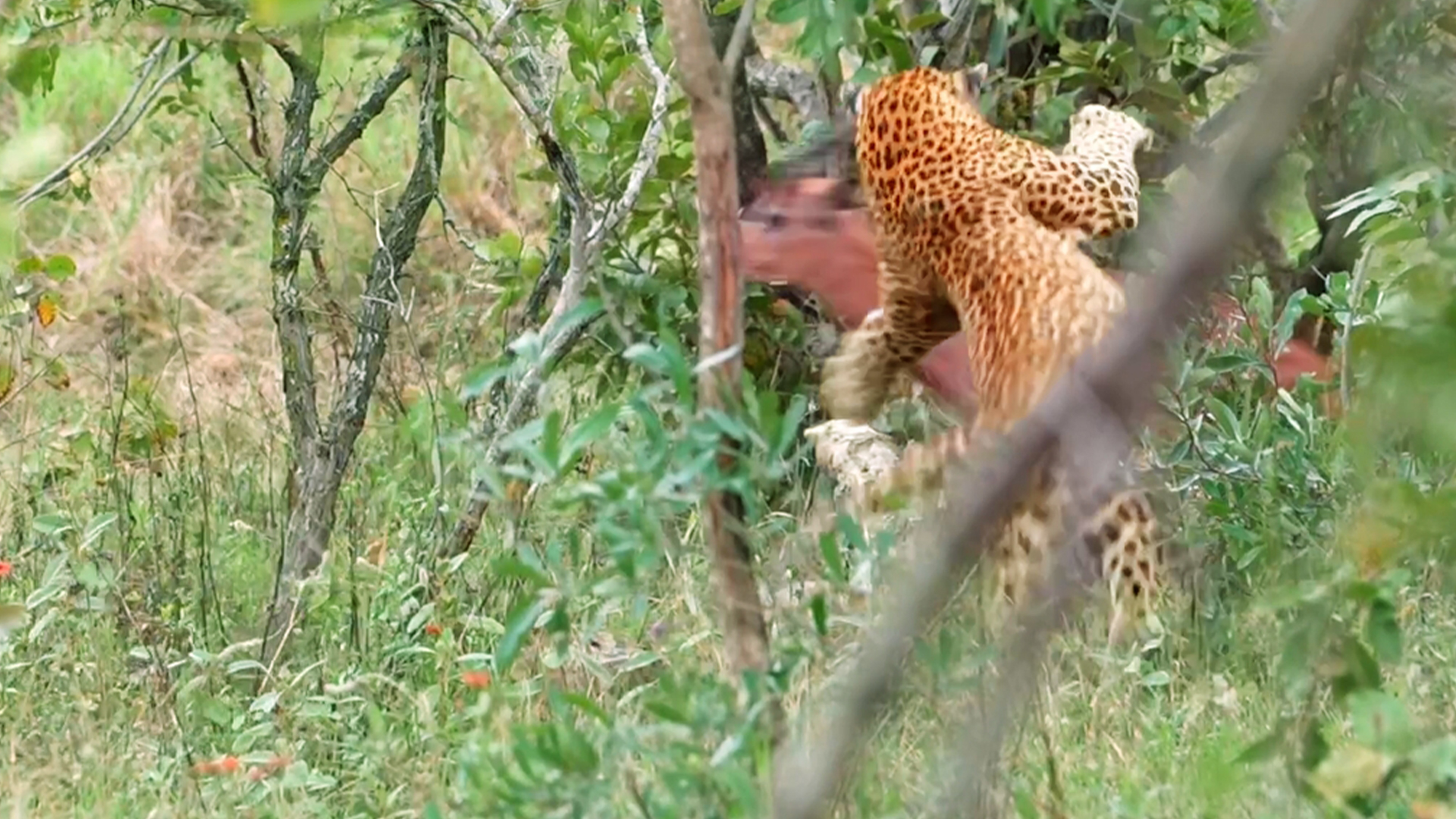 Leopard Executes a Perfect Catch of an Impala