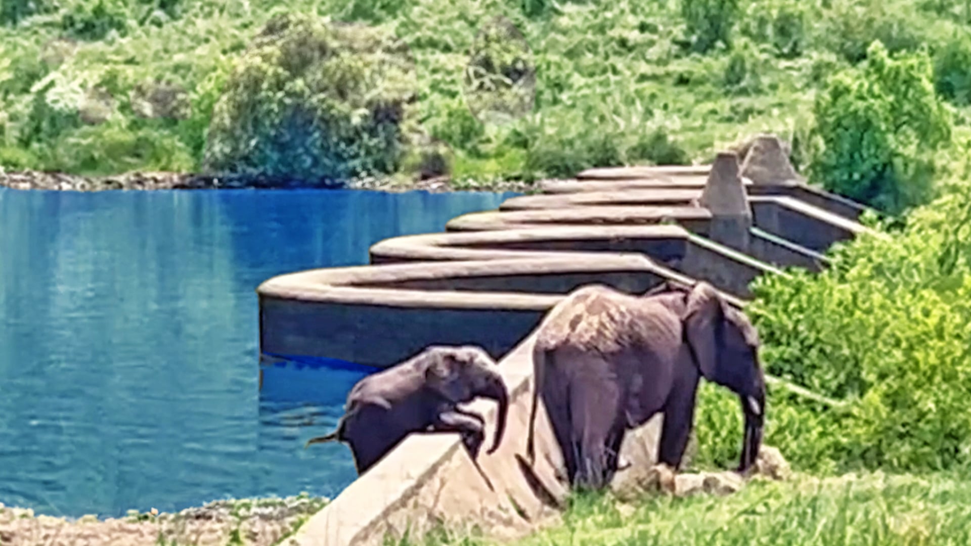 Baby Elephant Does its Best to Get over Dam Wall
