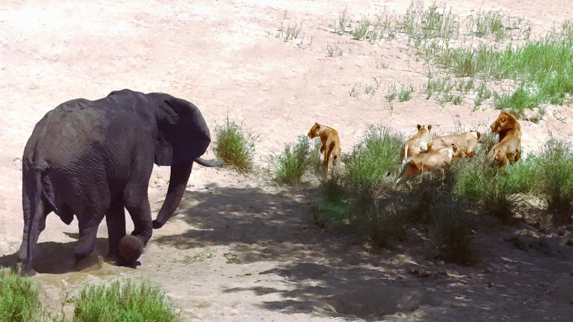 Elephant Teaches Lions That He’s The King – Again!