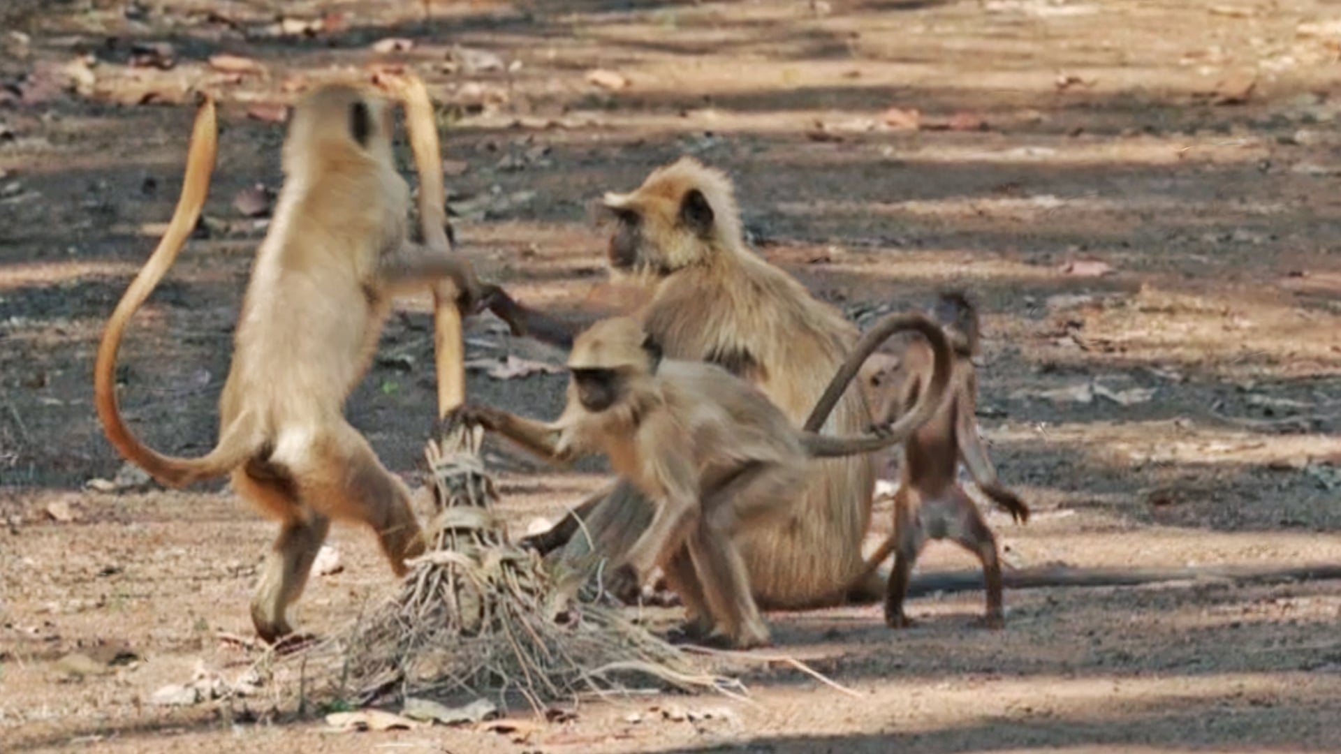 Curious Monkey Plays with a Broom