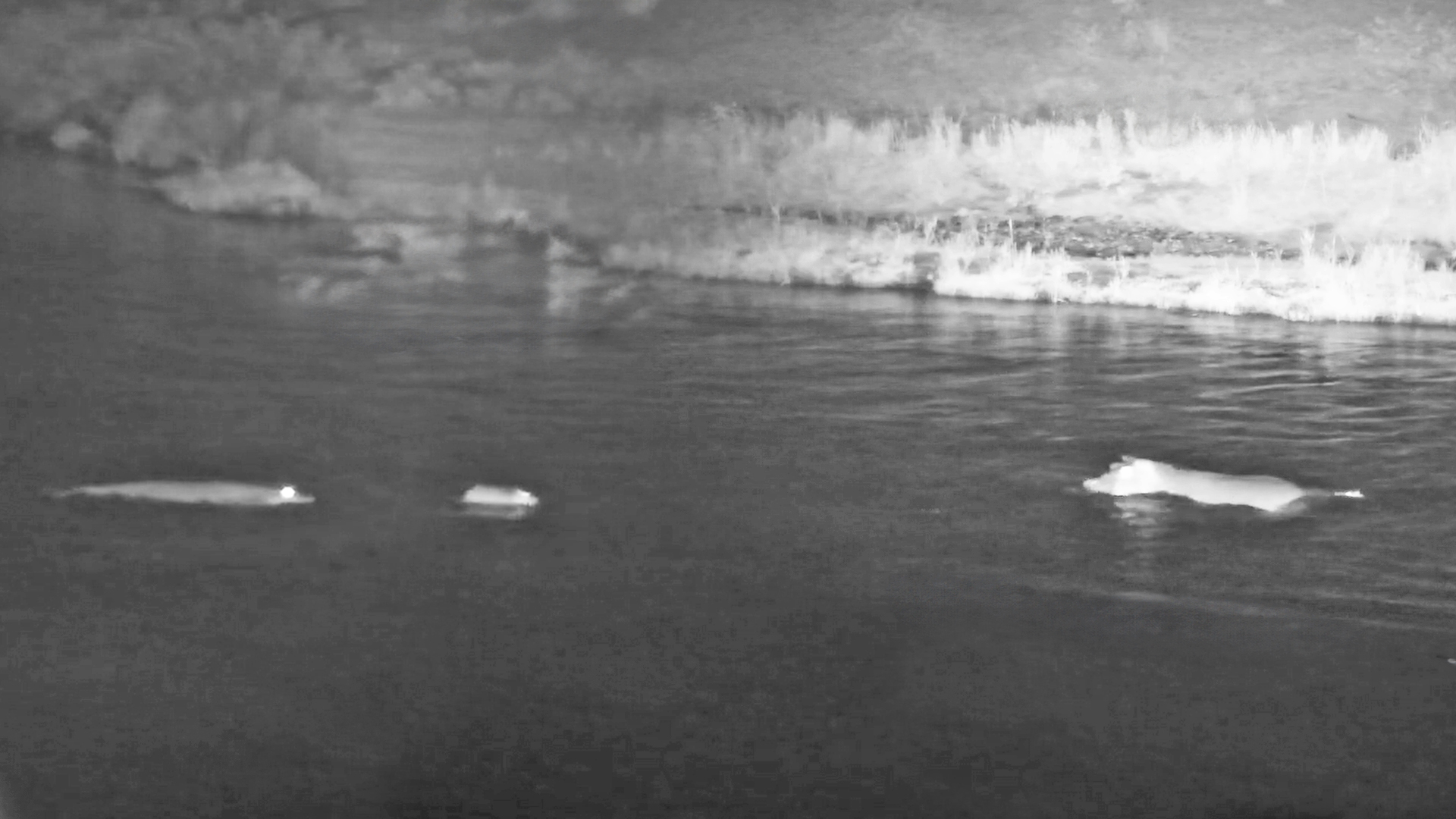 Mother Hippo Saves her Baby from Crocodiles