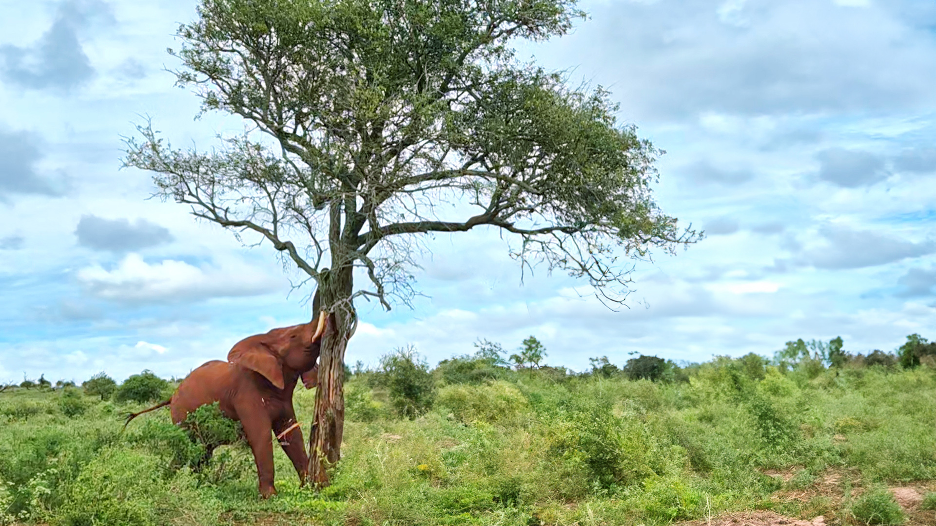 Elephant Shakes Down Tree Till it Falls
