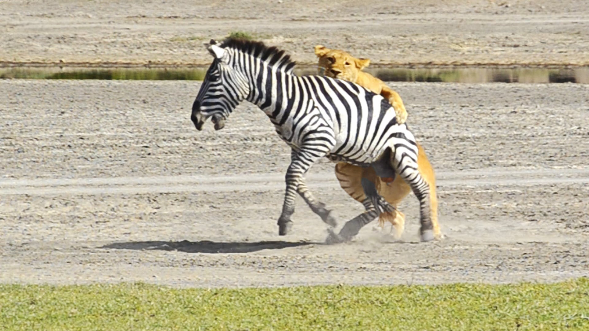 Lions Surprise Zebra in the Open