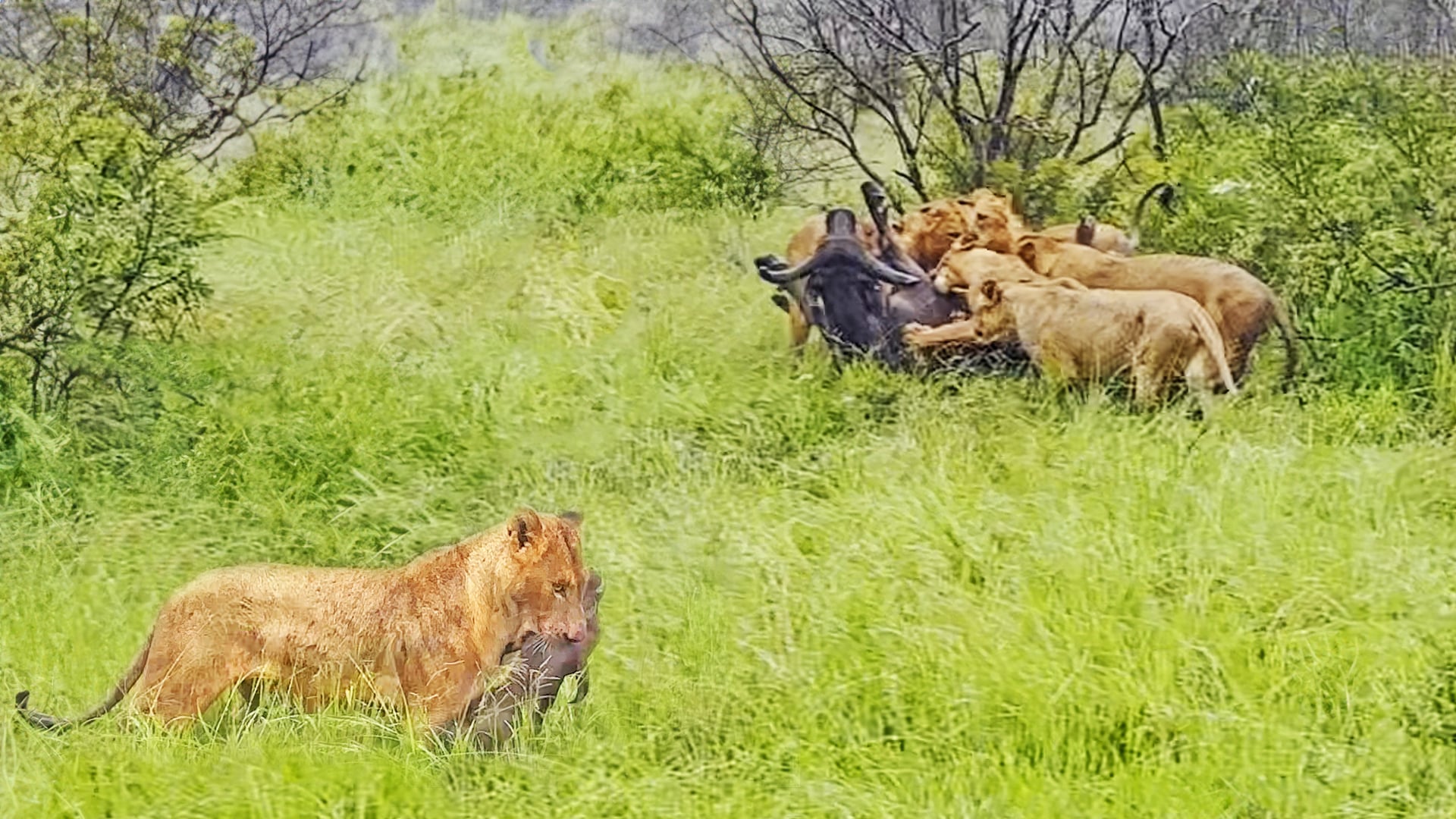 Lions Catch Buffalo and its Calf