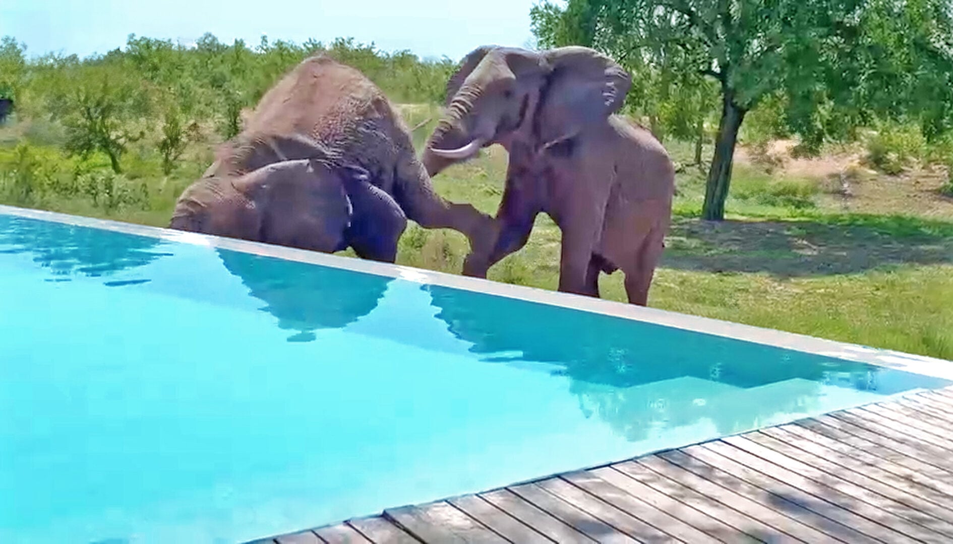 Elephant Gets Knocked into Wall by Another Elephant