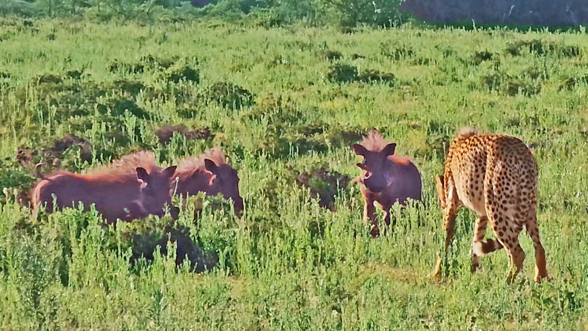 Warthogs Team up to Chase Cheetahs