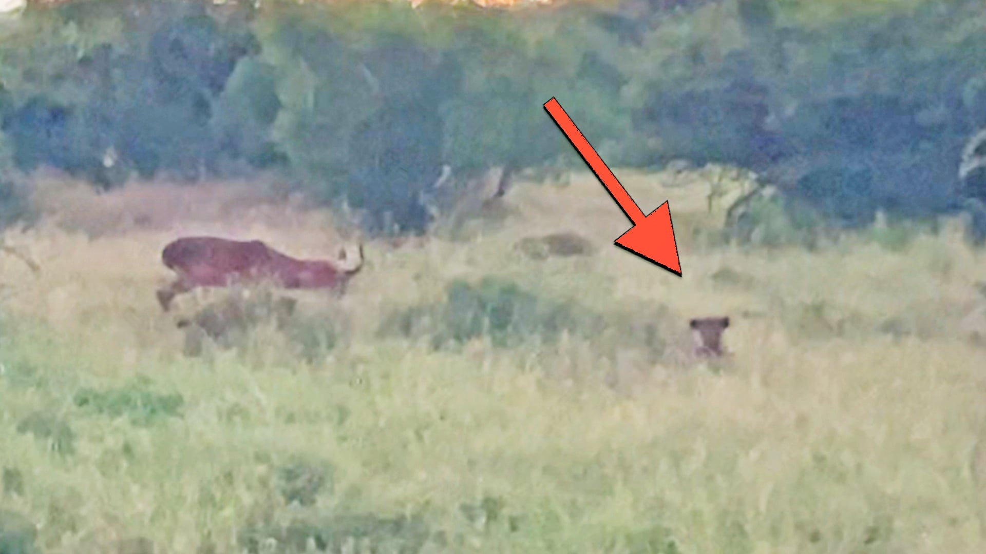 Hidden Leopard Ambushes Fighting Impala