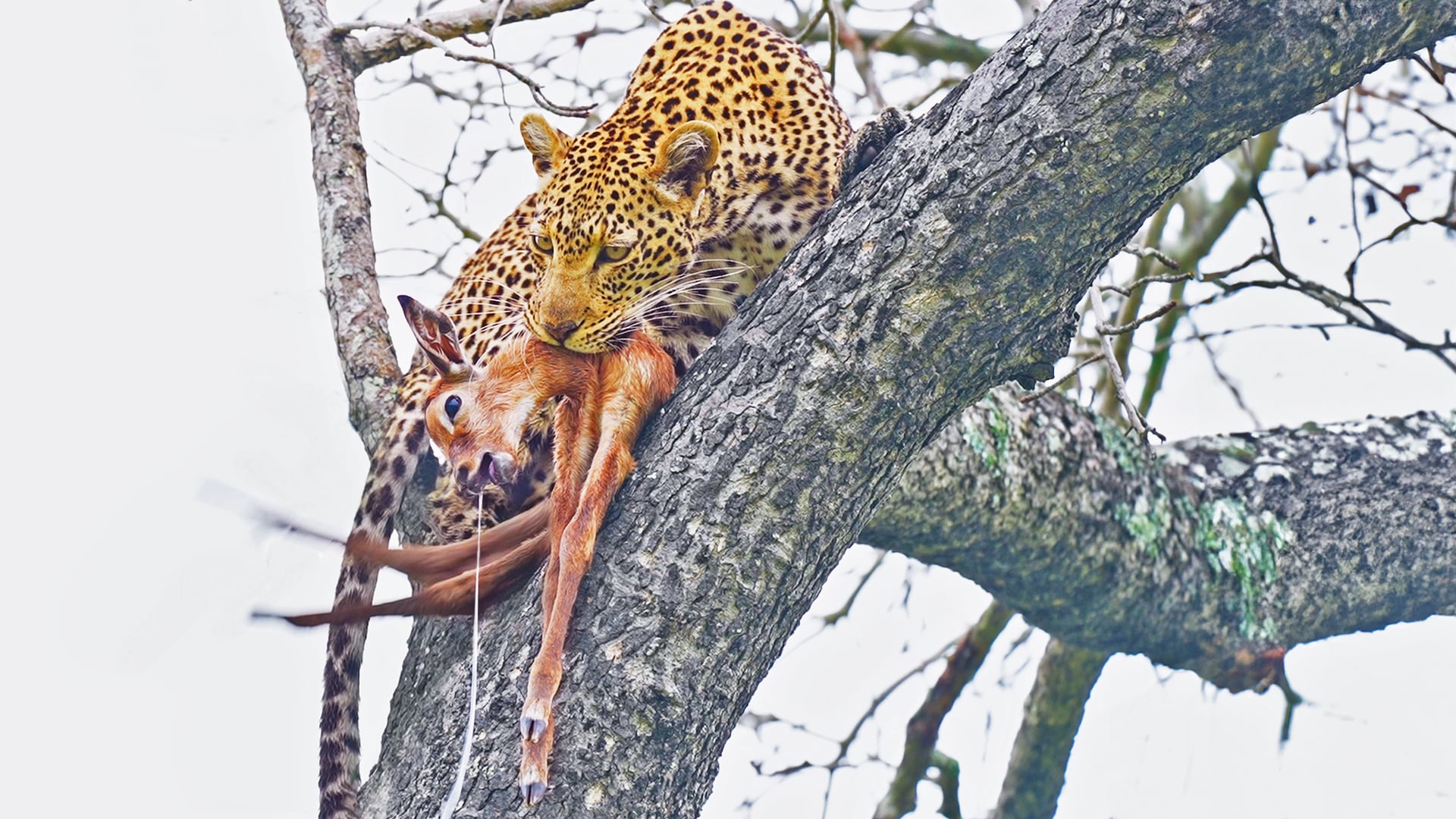 Leopard Drags Live Impala Into Tree to Escape Hyenas