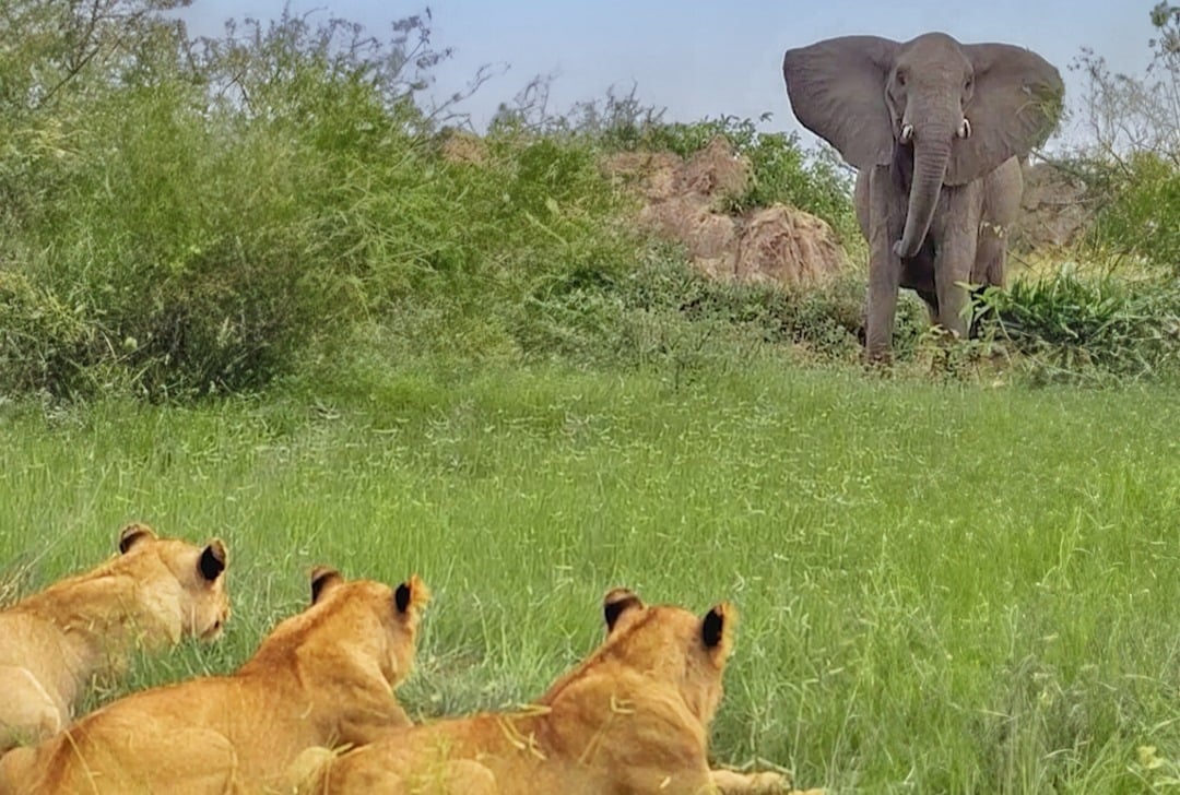 Elephant Charges at Sleeping Lions