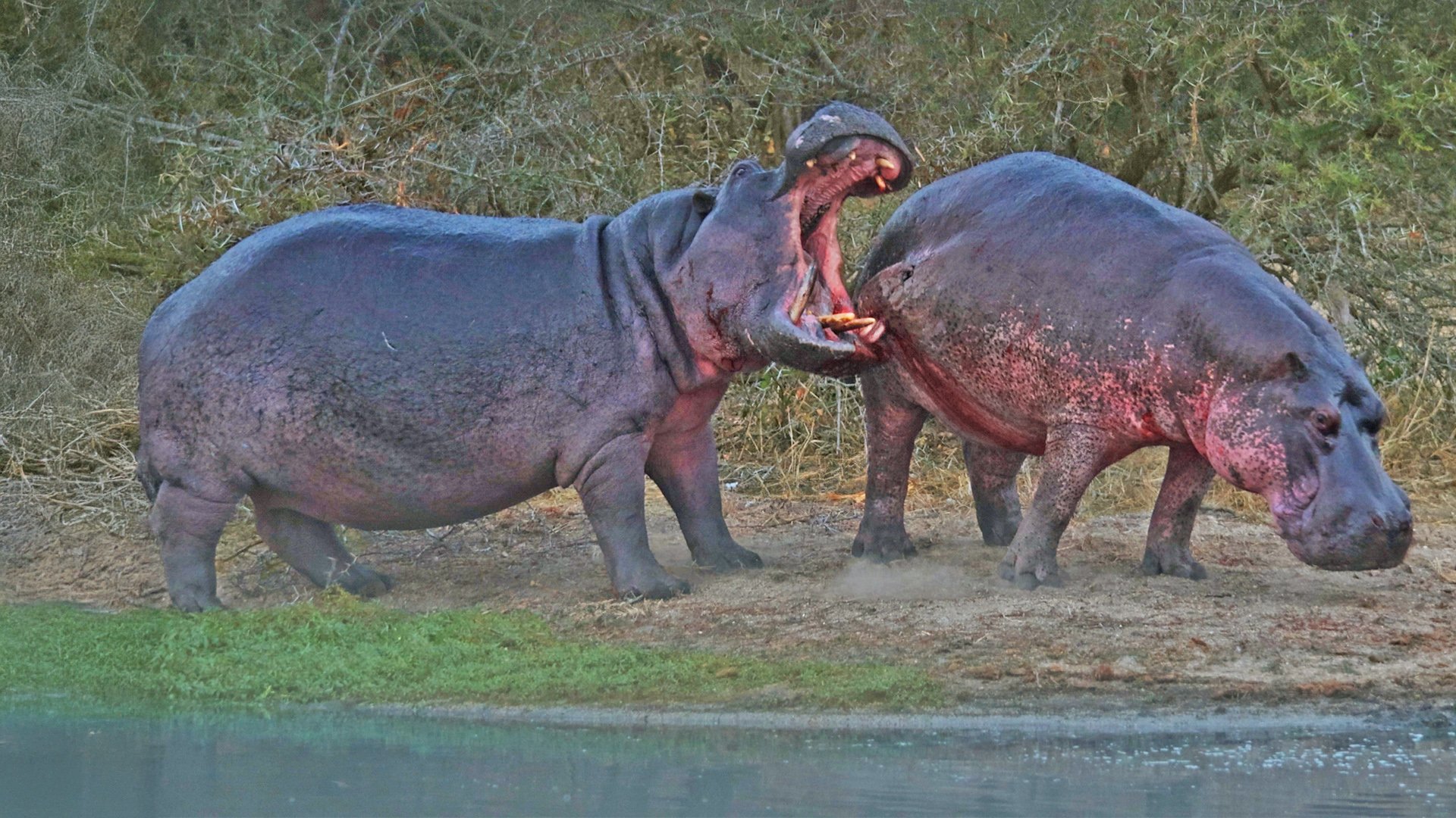 Hippo Bites Rival so Hard its Tooth Gets Stuck Inside