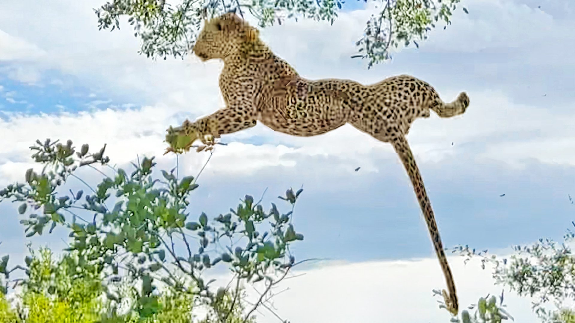 Leopard Survives 6 Meter Fall After Fighting Rival 