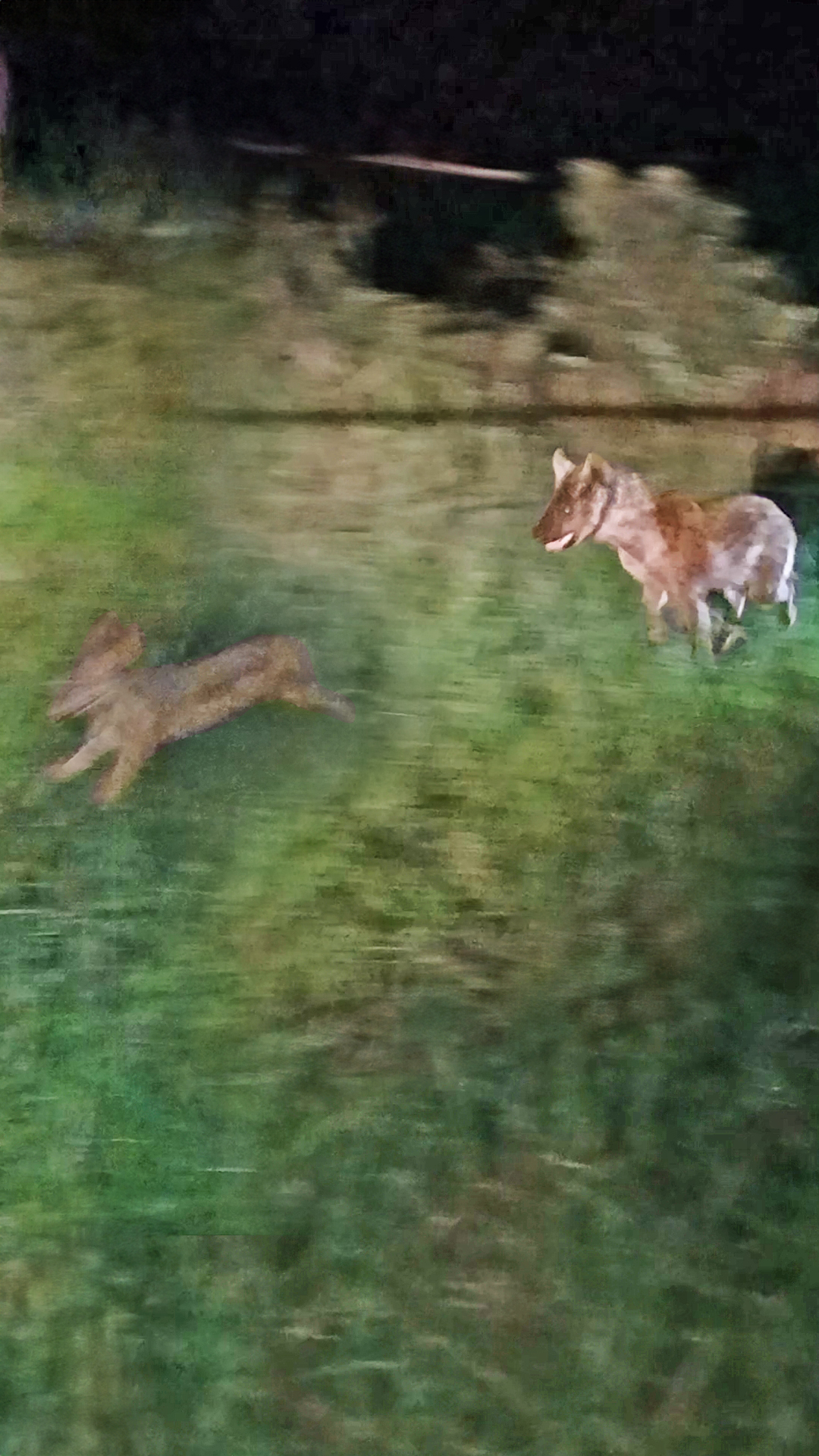 Hyena Chases Down a Jackal at Night
