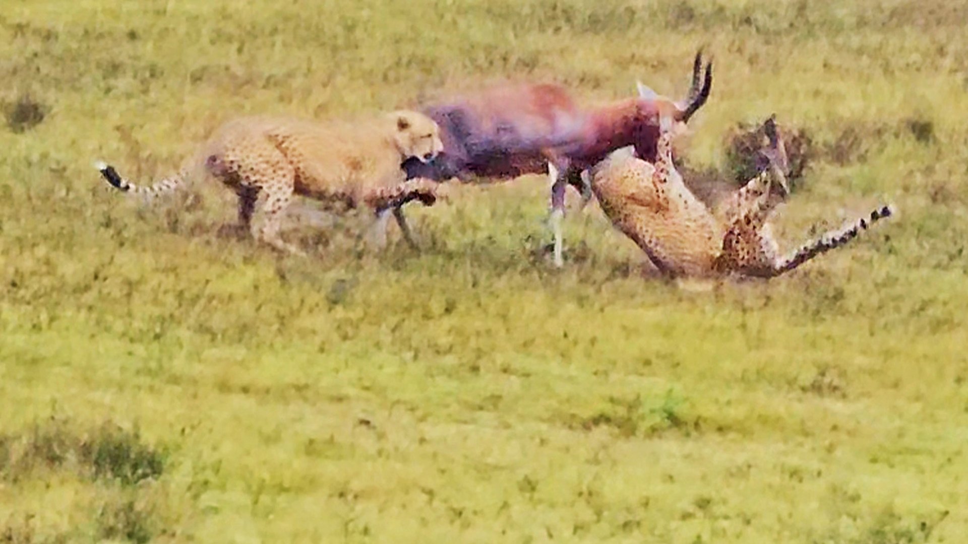 Bold Buck Fights off Two Cheetahs for Survival