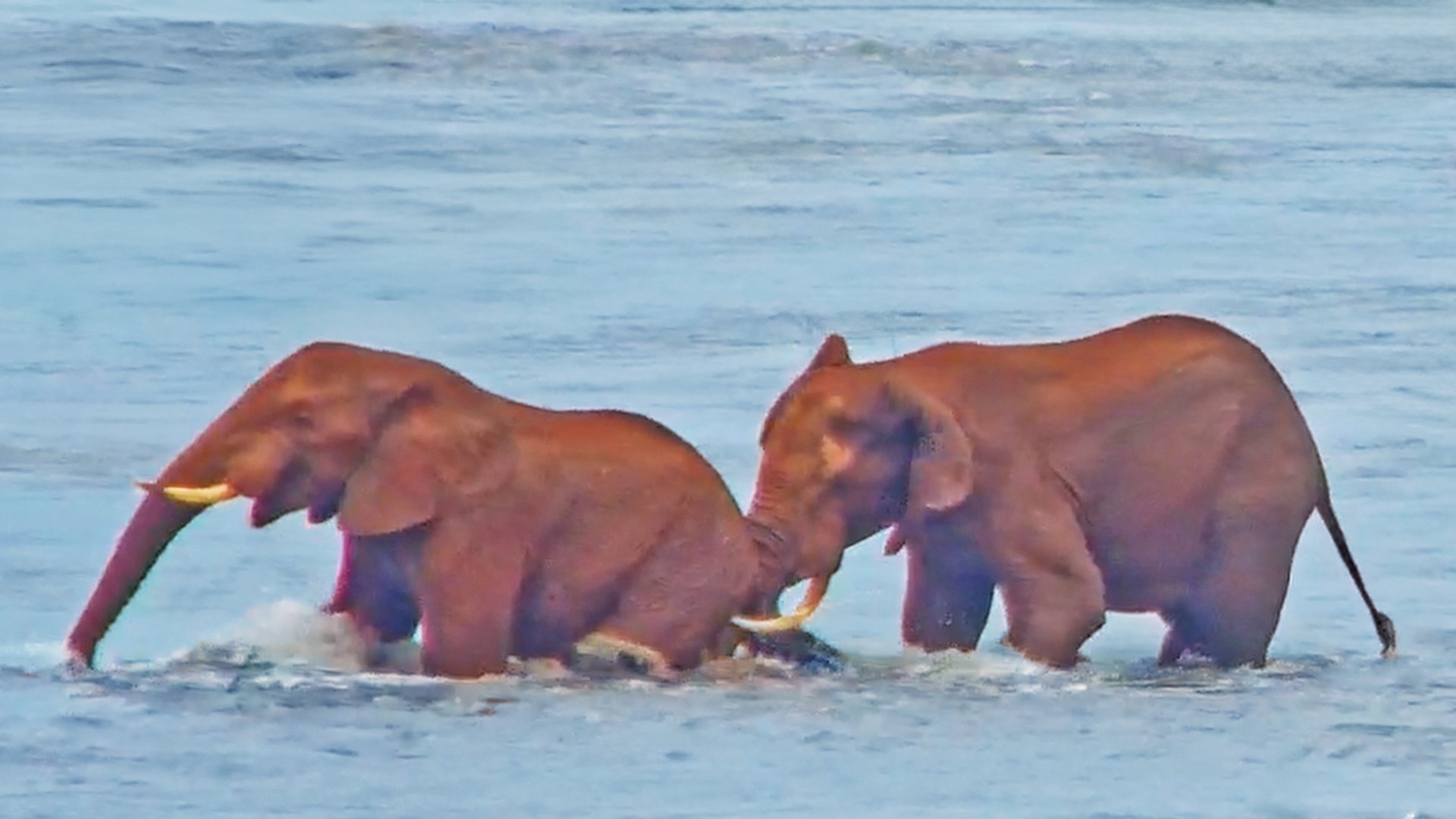 Elephant Takes a Rival’s Tusk in His Butt