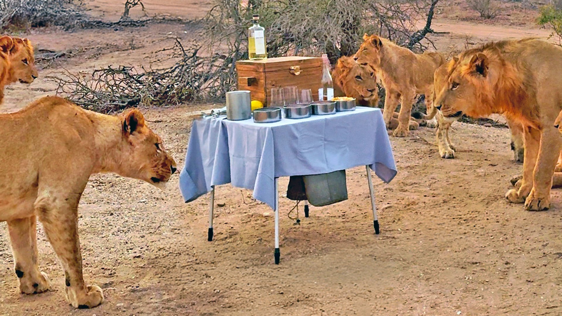 Curious Lions Interrupt Sundowners and Run Off With Cooler
