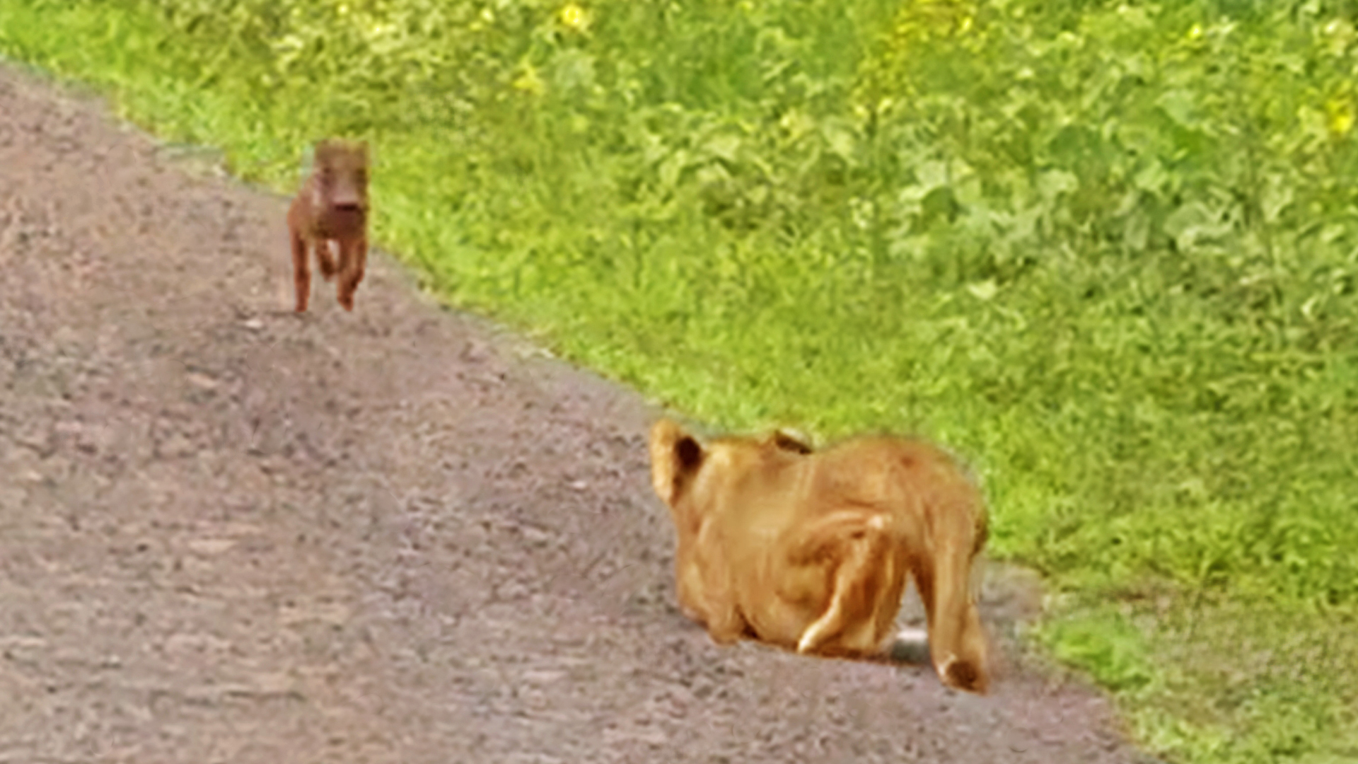 Baby Warthog Does the World’s Best Side Step Past Lions