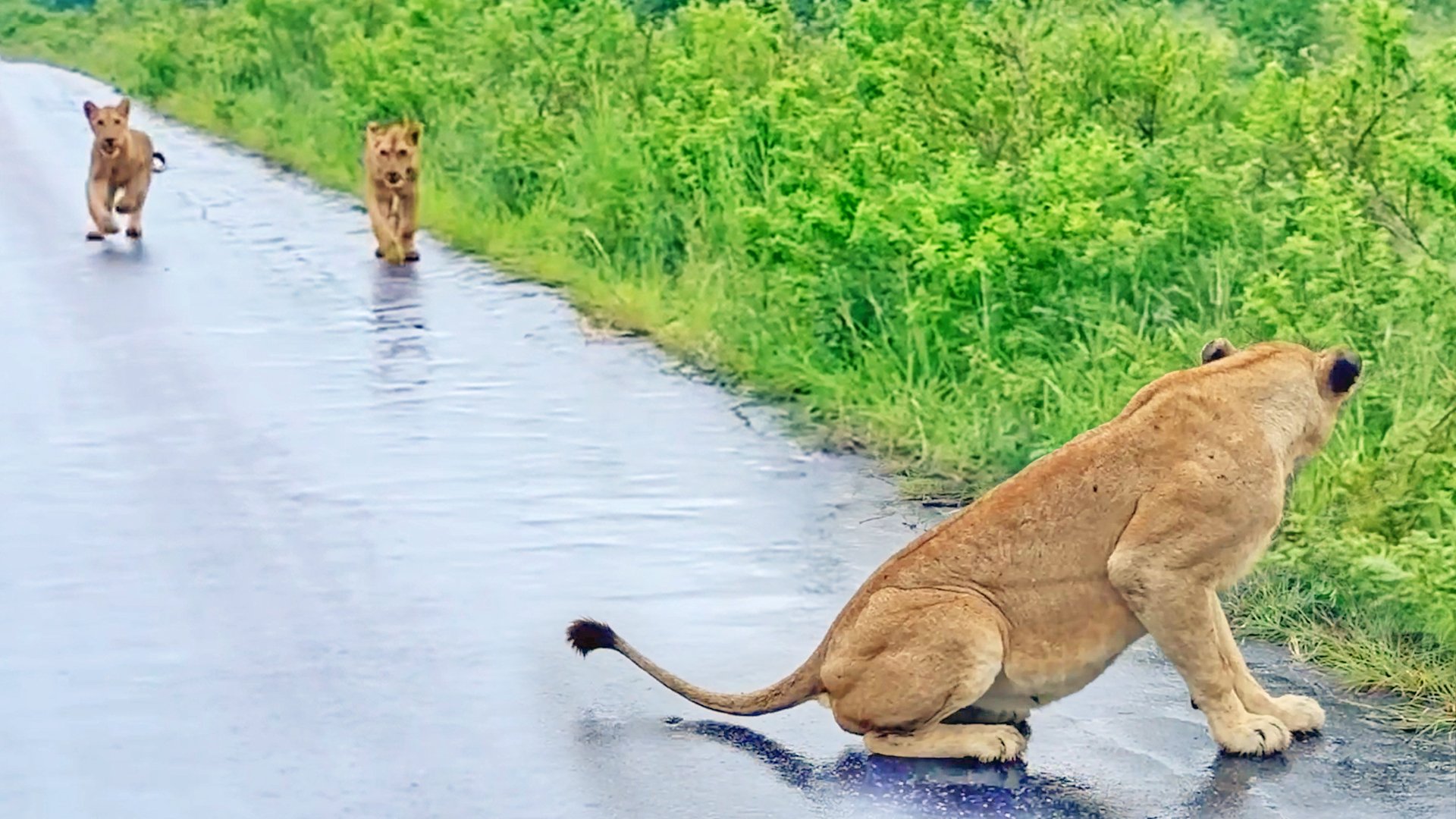 Lion Cubs Find Their Mommy After Floods Separated Them 