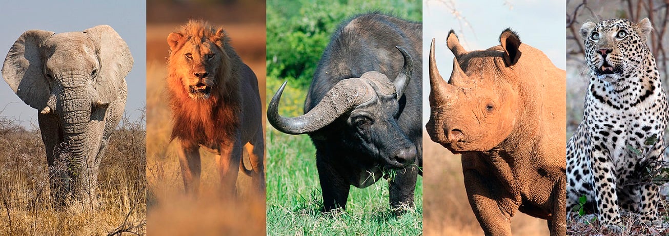 These Are The Animals Kruger National Park Is Most Famous For