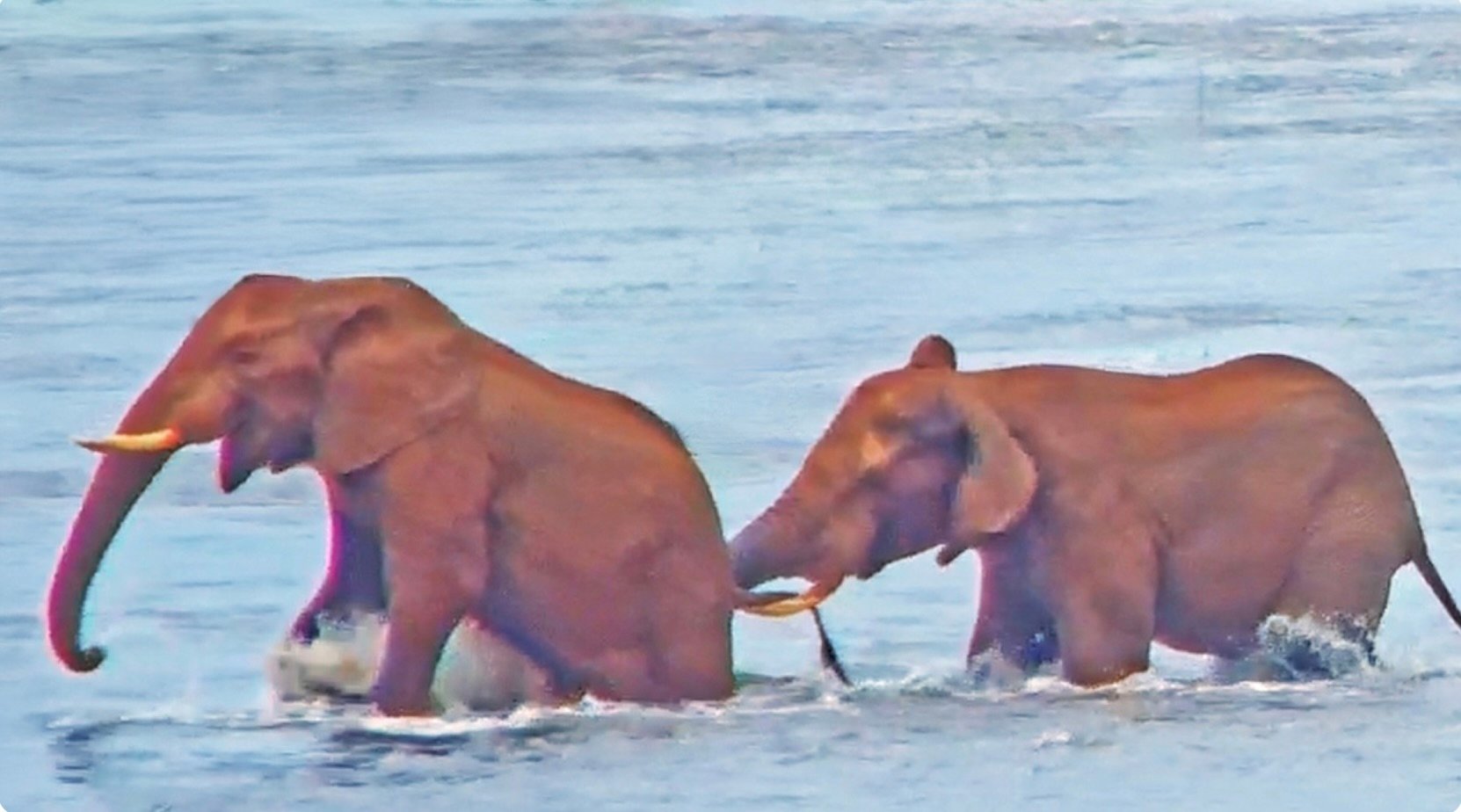 Rare Elephant Sightings Spotted By New Wildlife Spotting Technology