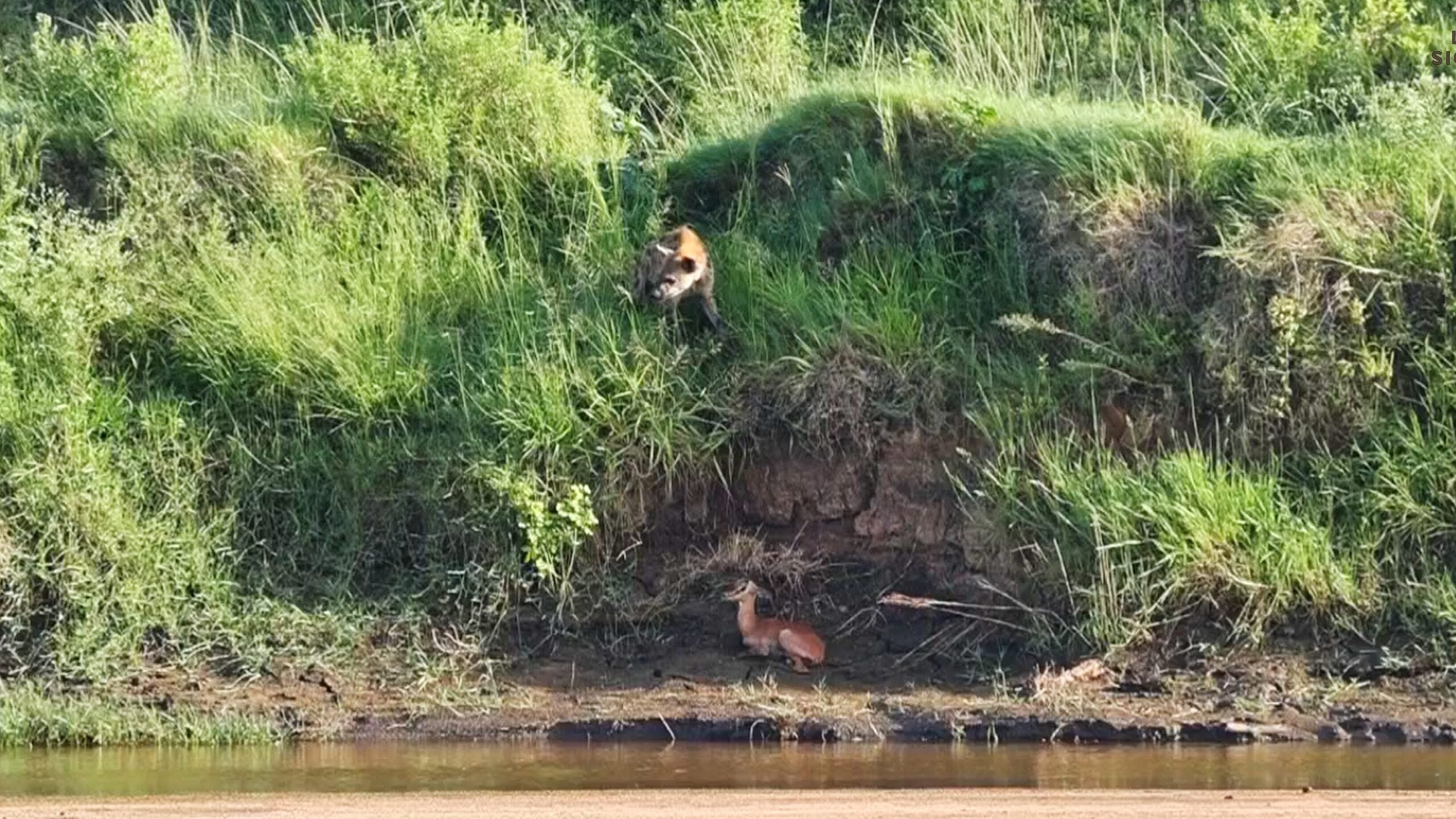 Hiding Impala Lamb Sniffed out By Hyena From Above 