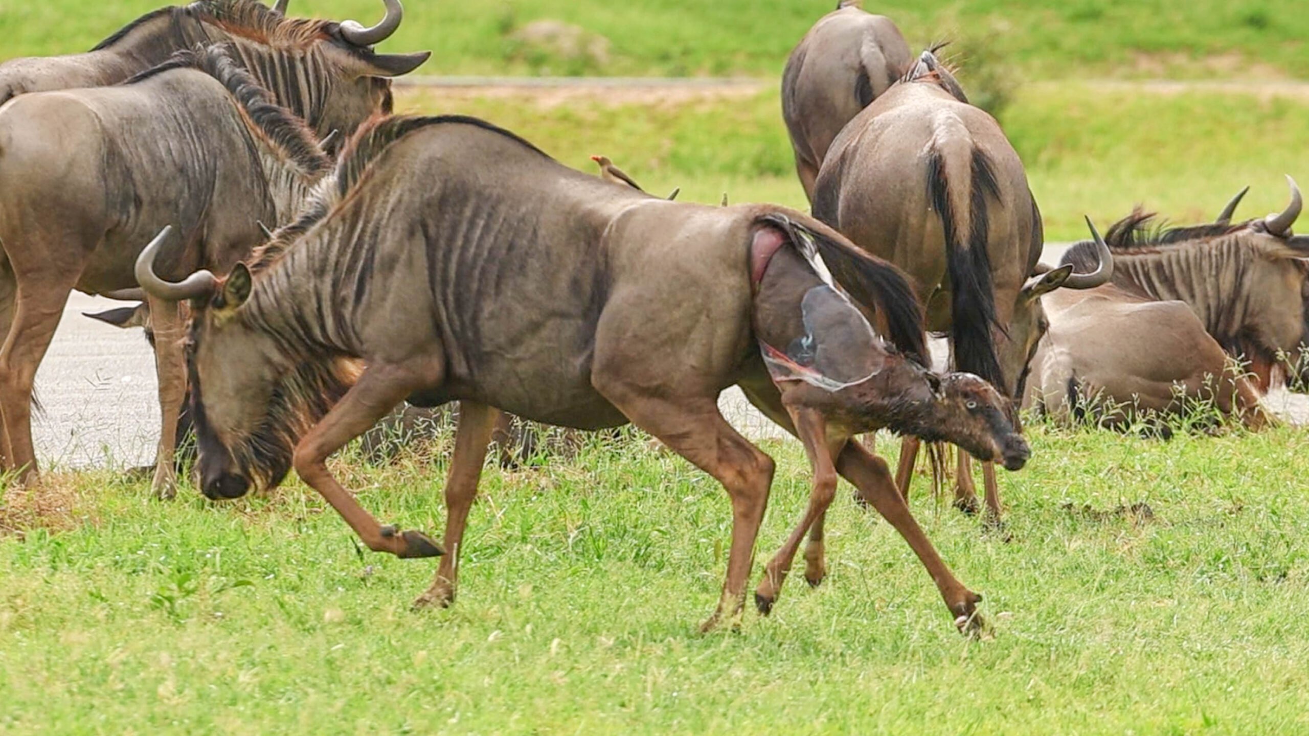Wildebeest Calf Refuses to Wait and Tries to Run During Birth