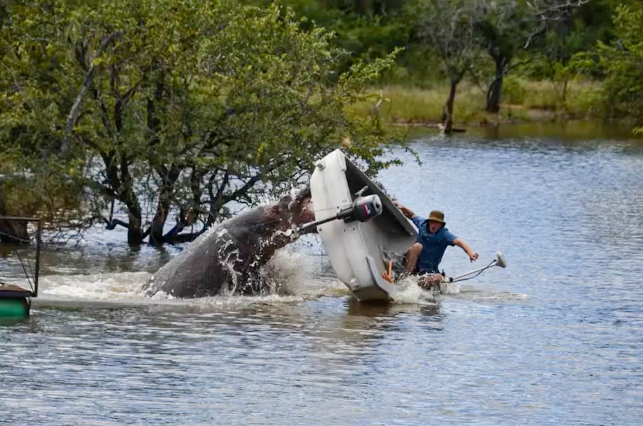 Hippo Topples a Boat with Rescuer Inside