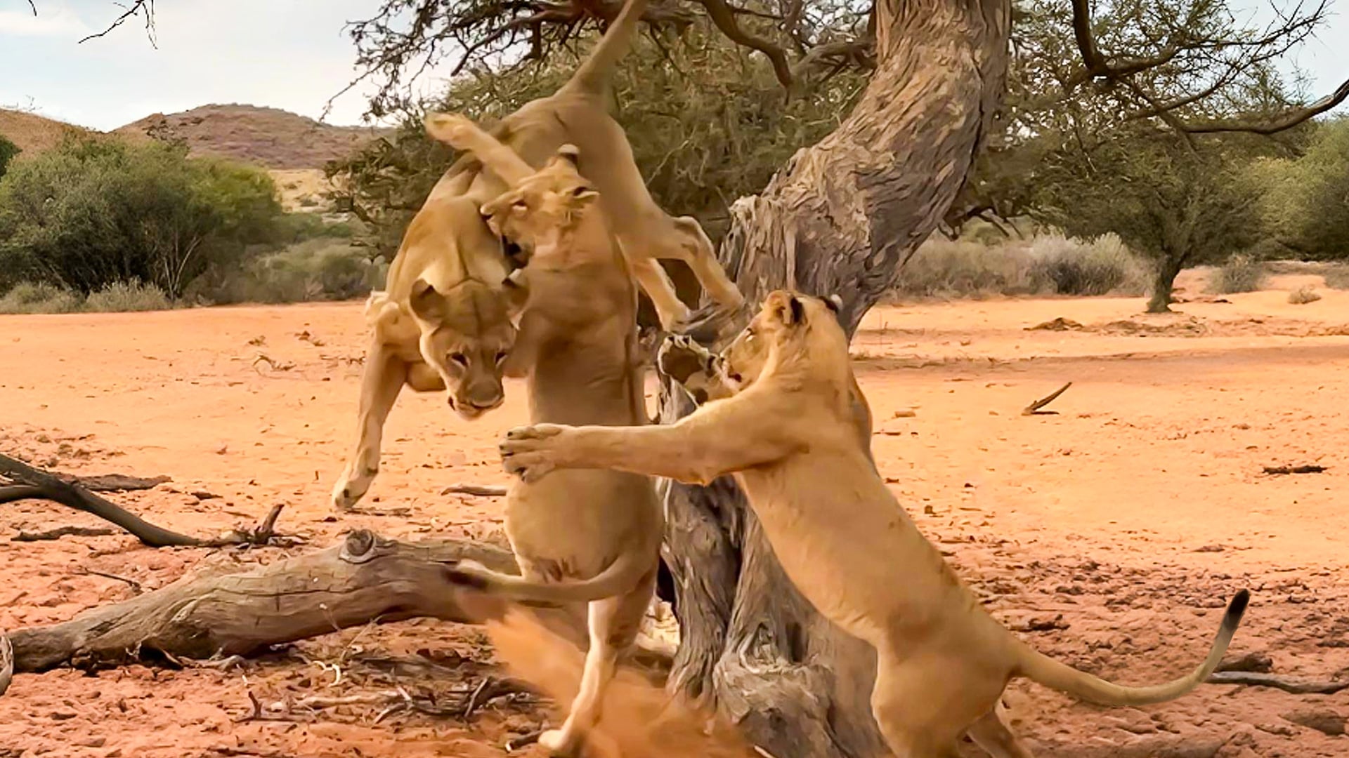 Lion Gets Tackled Mid-Air