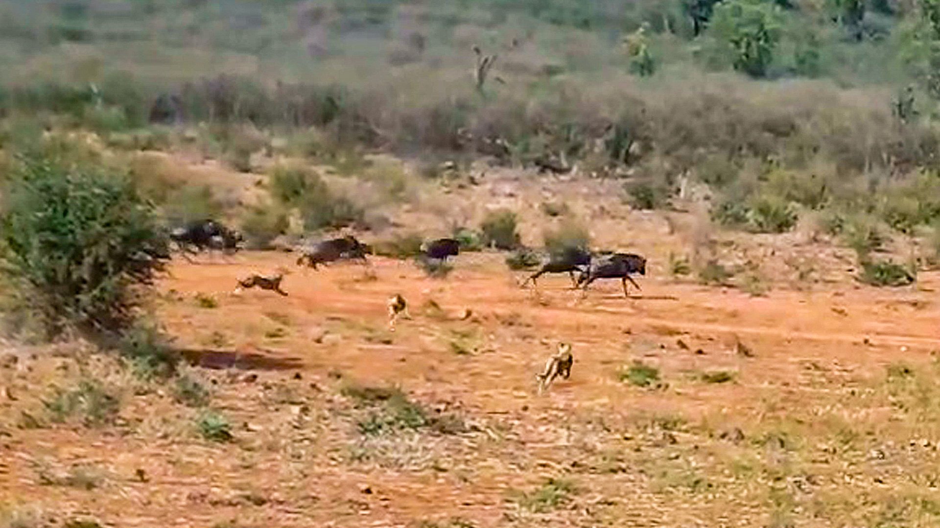 Wildebeest Targeted as Two Cheetahs Give Chase 