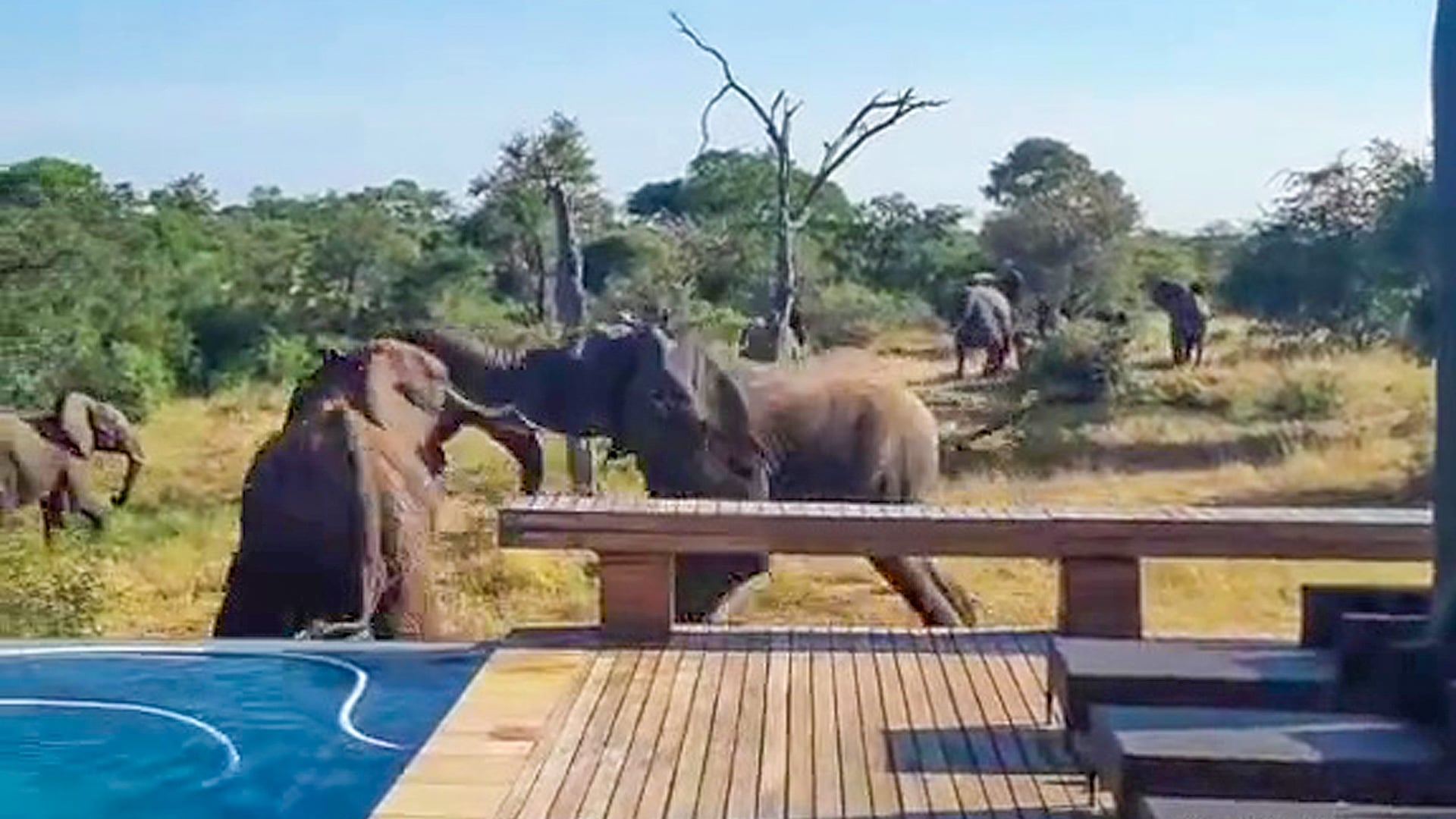 Crazy Elephant Fight Outside Lodge