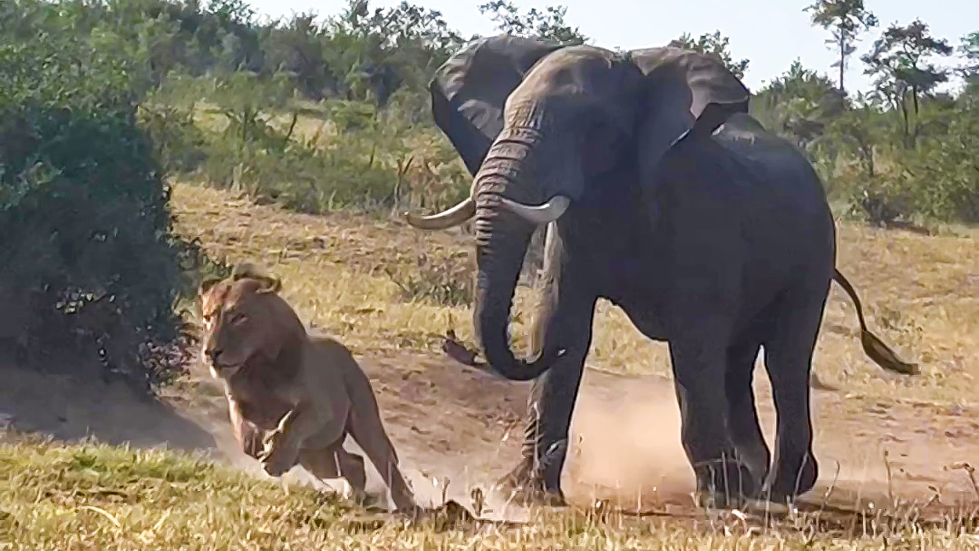 Elephant Chases Lions Away from Shady Spot