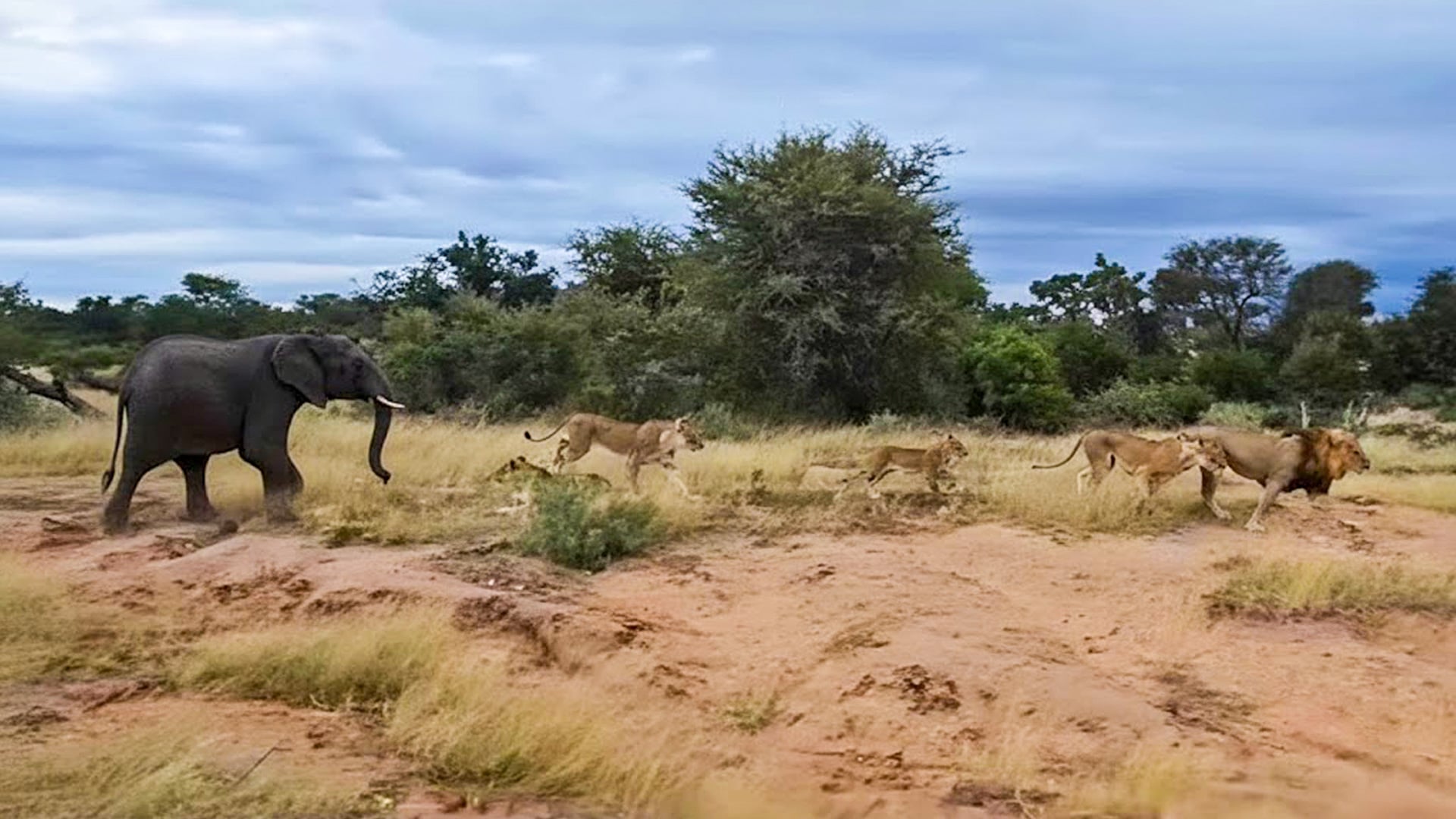 Elephants Almost Trample Lion Cub