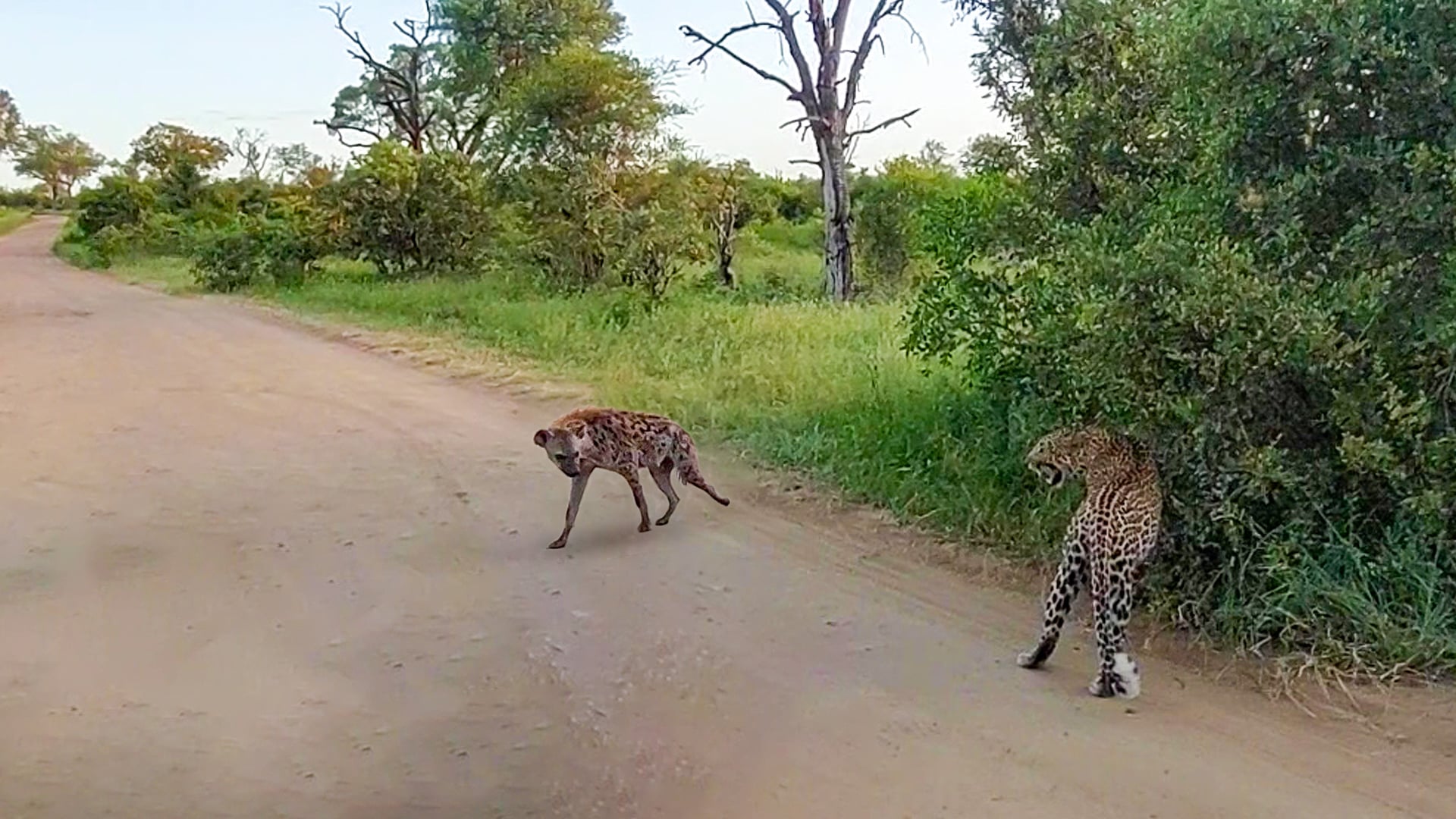 Leopard and Hyena Rivals Cross Paths Peacefully