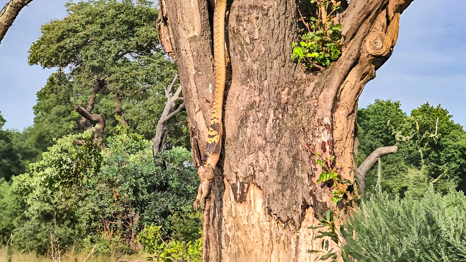 Cobra Lifts Huge Lizard by its Face