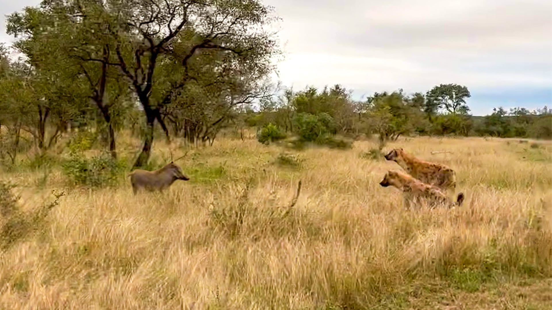 Hyena Thinks Twice About Attacking Big Warthog 