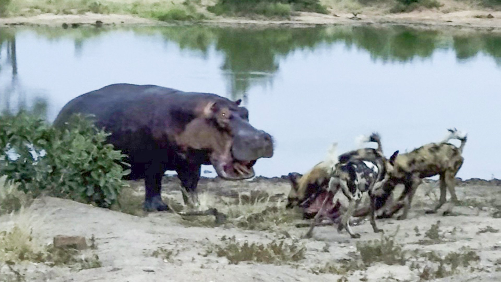 Hippo Thinks Twice About Stealing Wild Dogs Kill