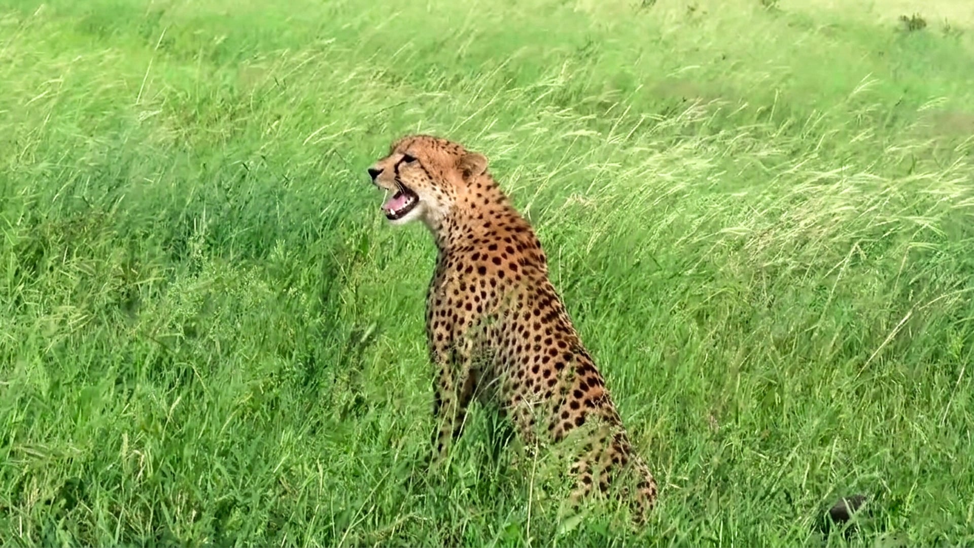Male Cheetah Searches And Calls For Missing Brothers In Kruger