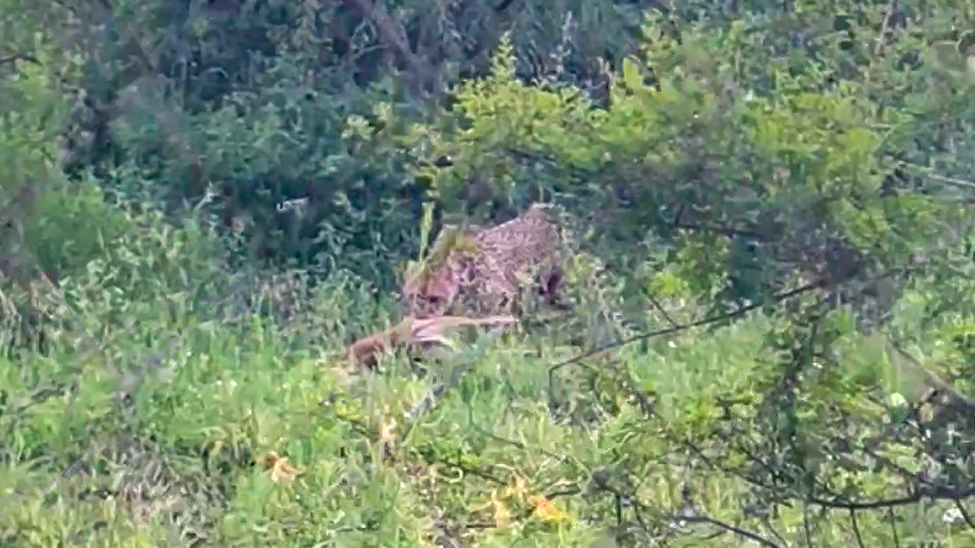 Cheetah Makes a Successful Hunt Along Fence