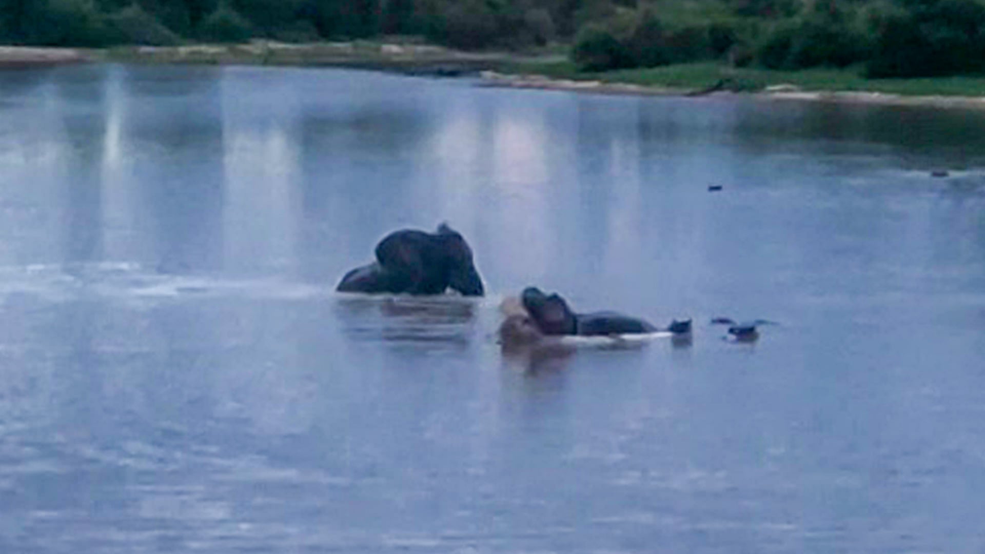 Elephant Goes Swimming with Hippopotami