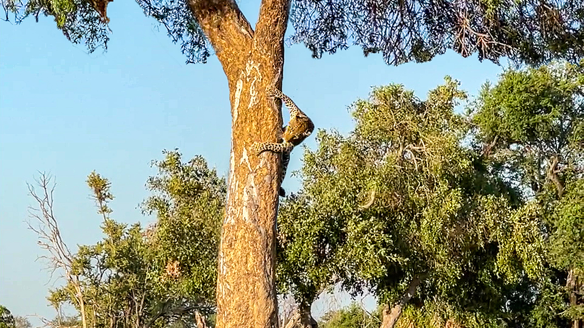 Leopard Makes an Awkward Descent from a Tree