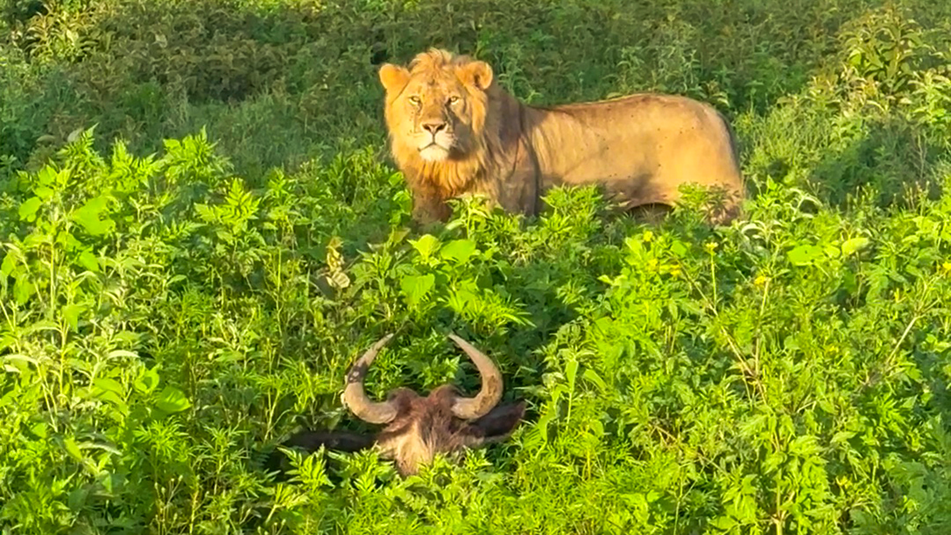 Lion Walks Right into Sleeping Wildebeest