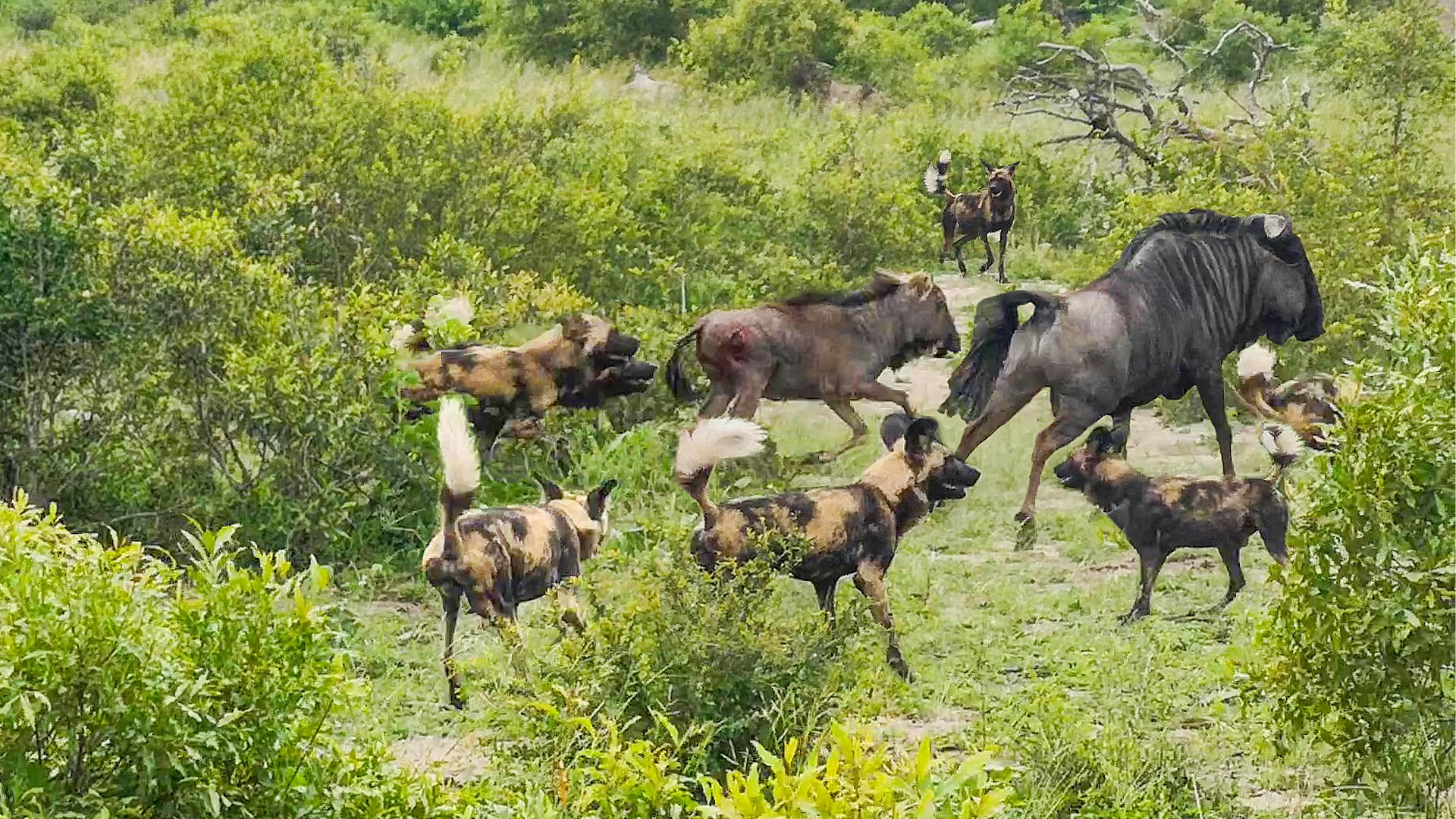 Pack of Wild Dogs Surround a Baby Wildebeest