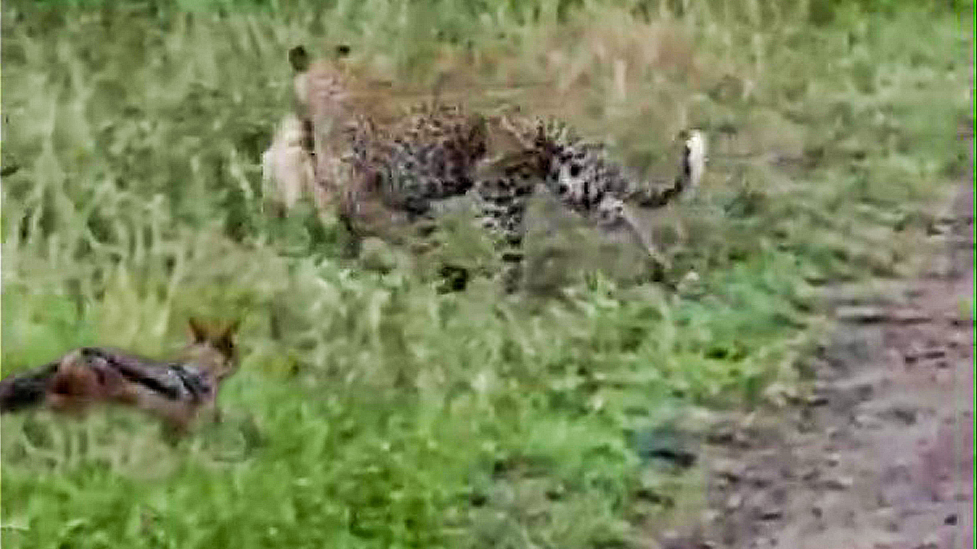 Leopard Takes Down a Jackal Pup