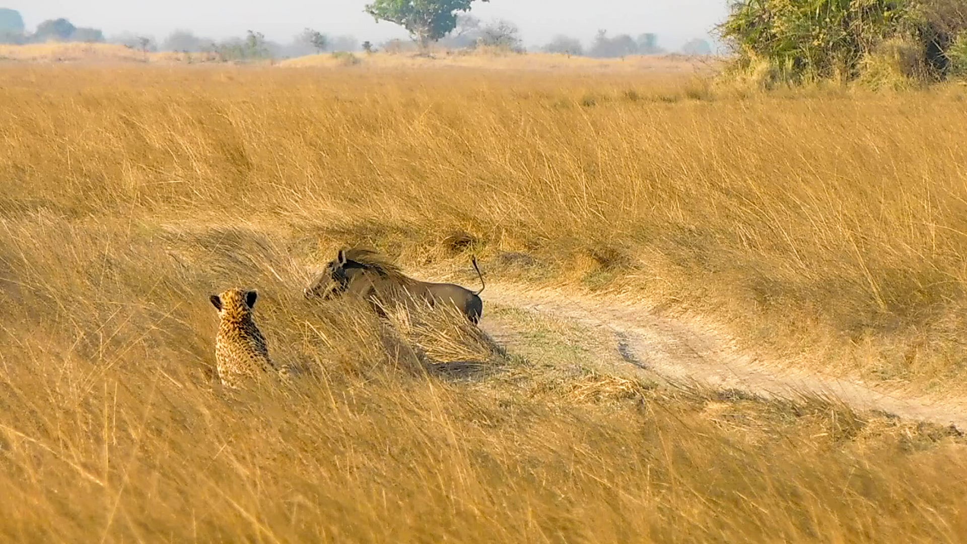 Cheetah Lurks in the Grass as Warthog Walks Past
