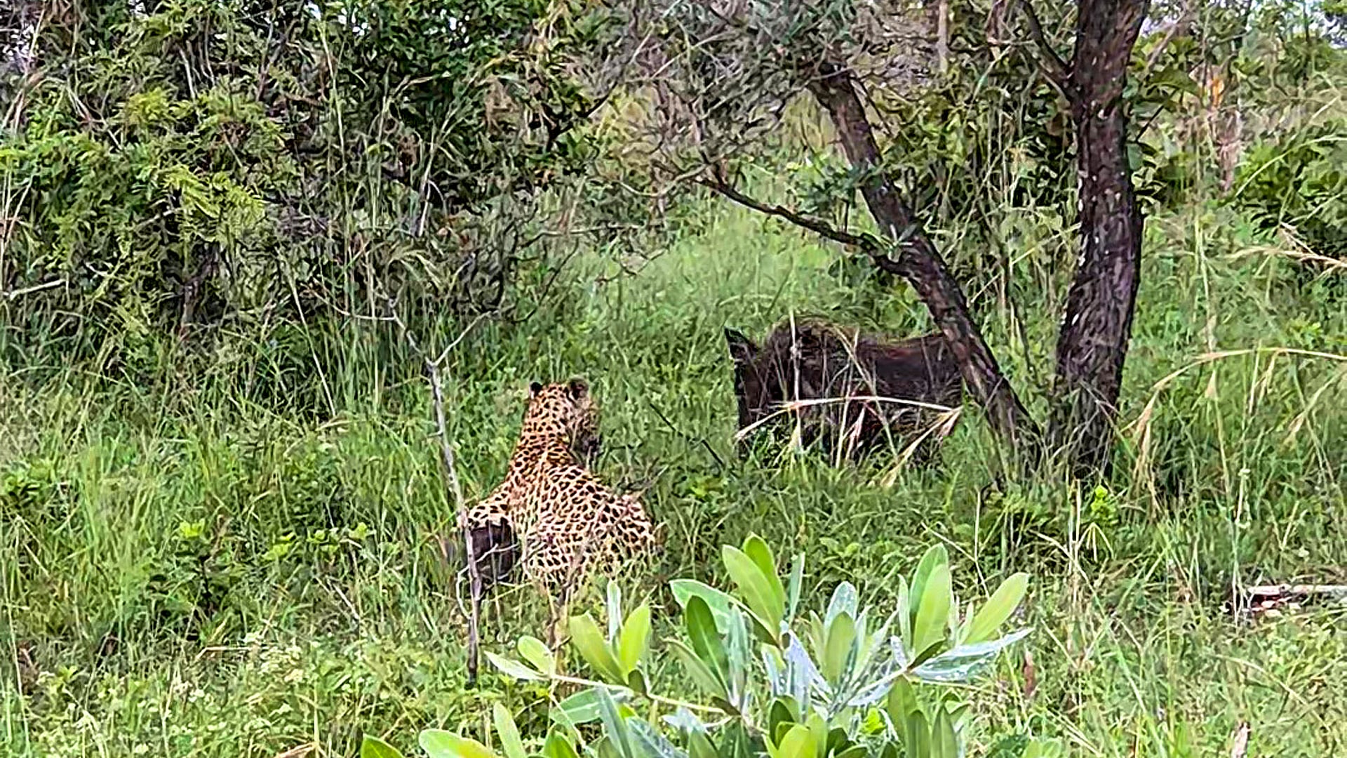 Warthog Screams Loudly to Get Rescued From Leopard