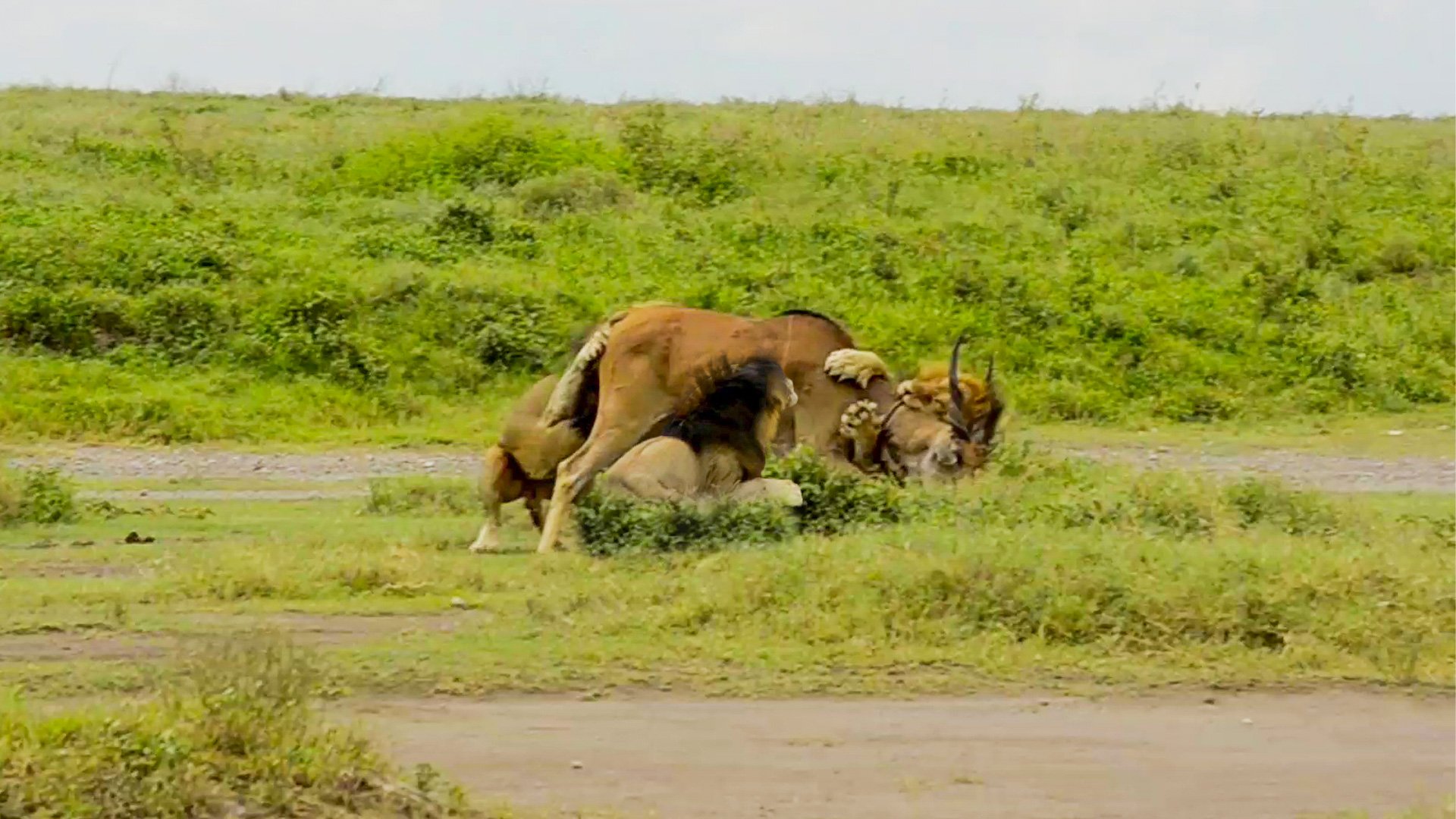 Three Male Lions Take Down A Massive Eland