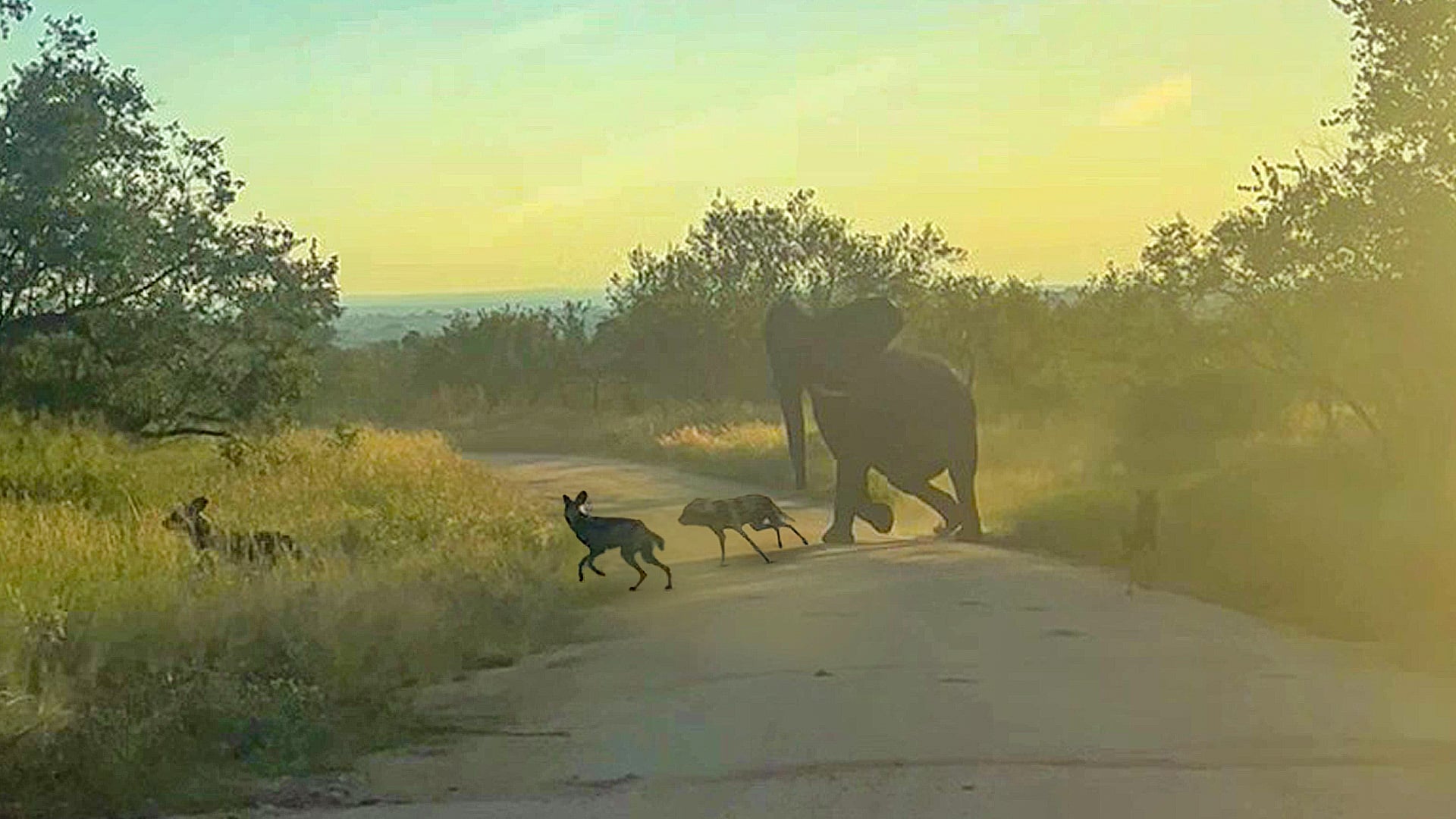 Sneaky Elephant Gives Wild Dogs and Tourists Fright of Their Lives