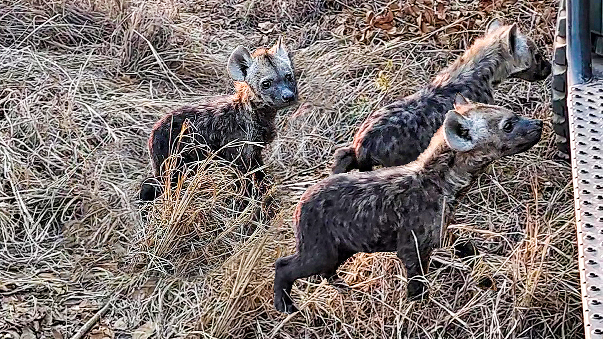 Curious Hyena Cubs Investigate Safari Vehicle